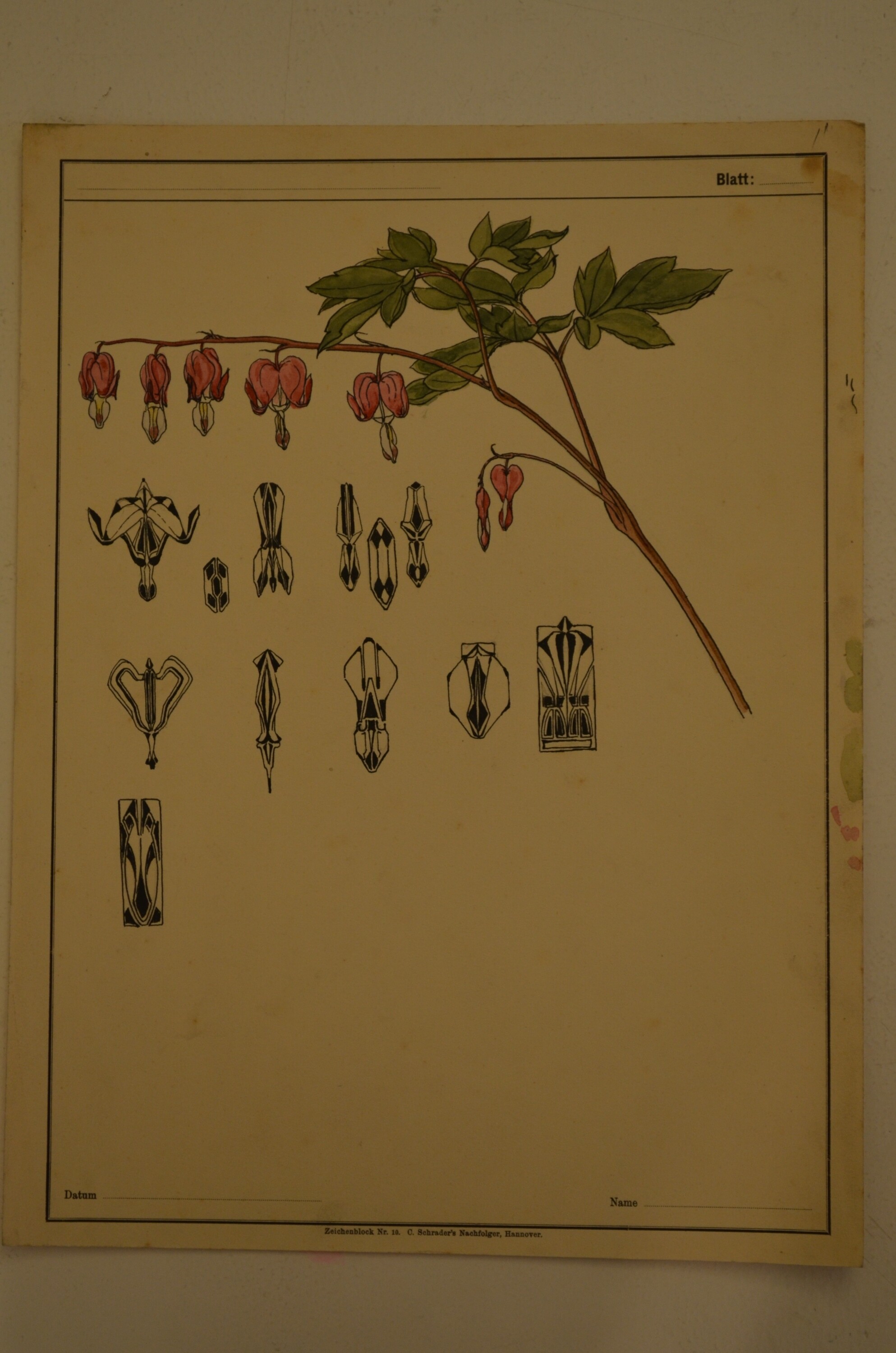 Grafik: Blütenstudie (Tränendes Herz) (Kulturhistorisches Museum Görlitz CC BY-NC-SA)