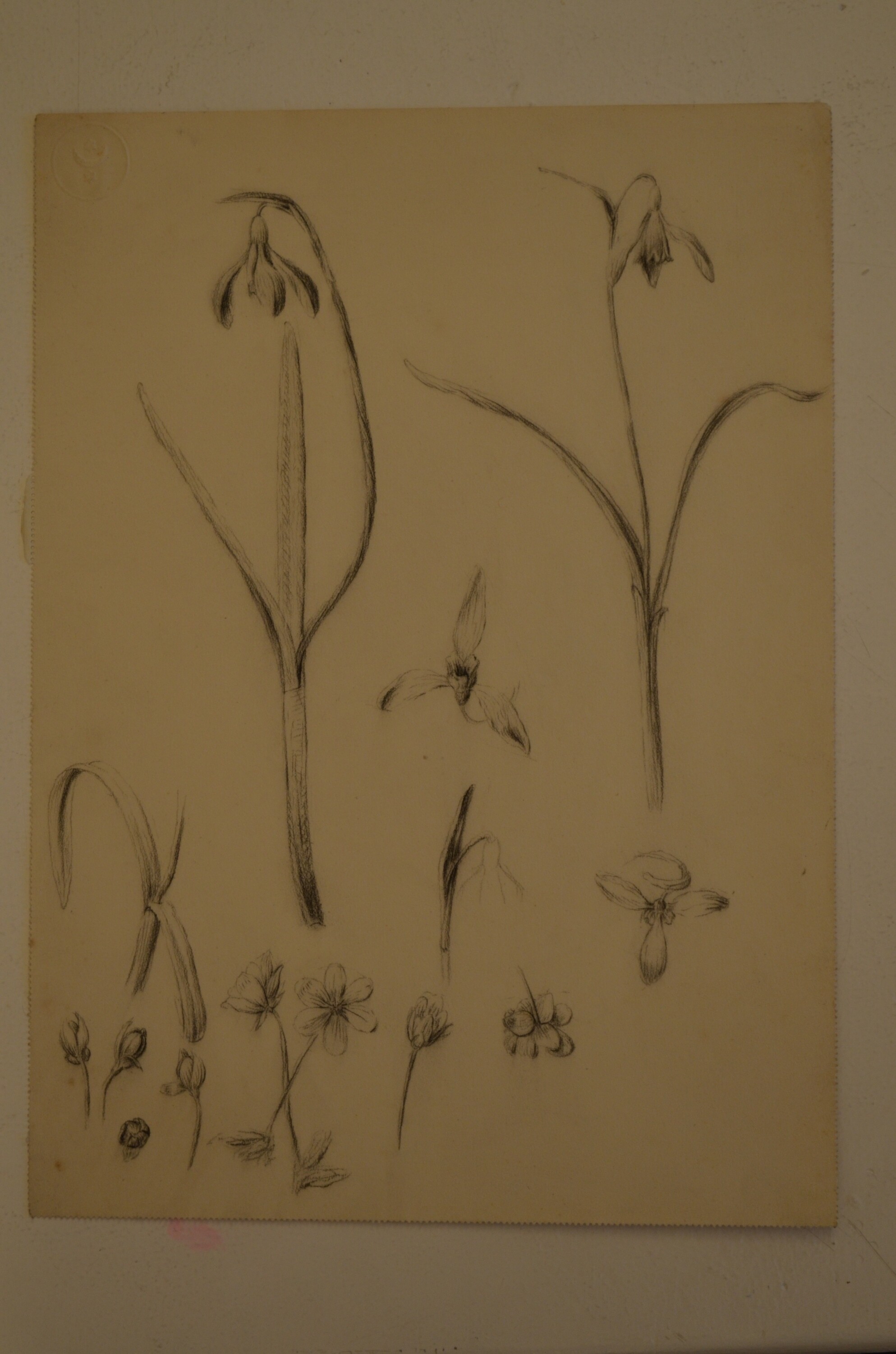 Grafik: Blütenstudien (Kulturhistorisches Museum Görlitz CC BY-NC-SA)