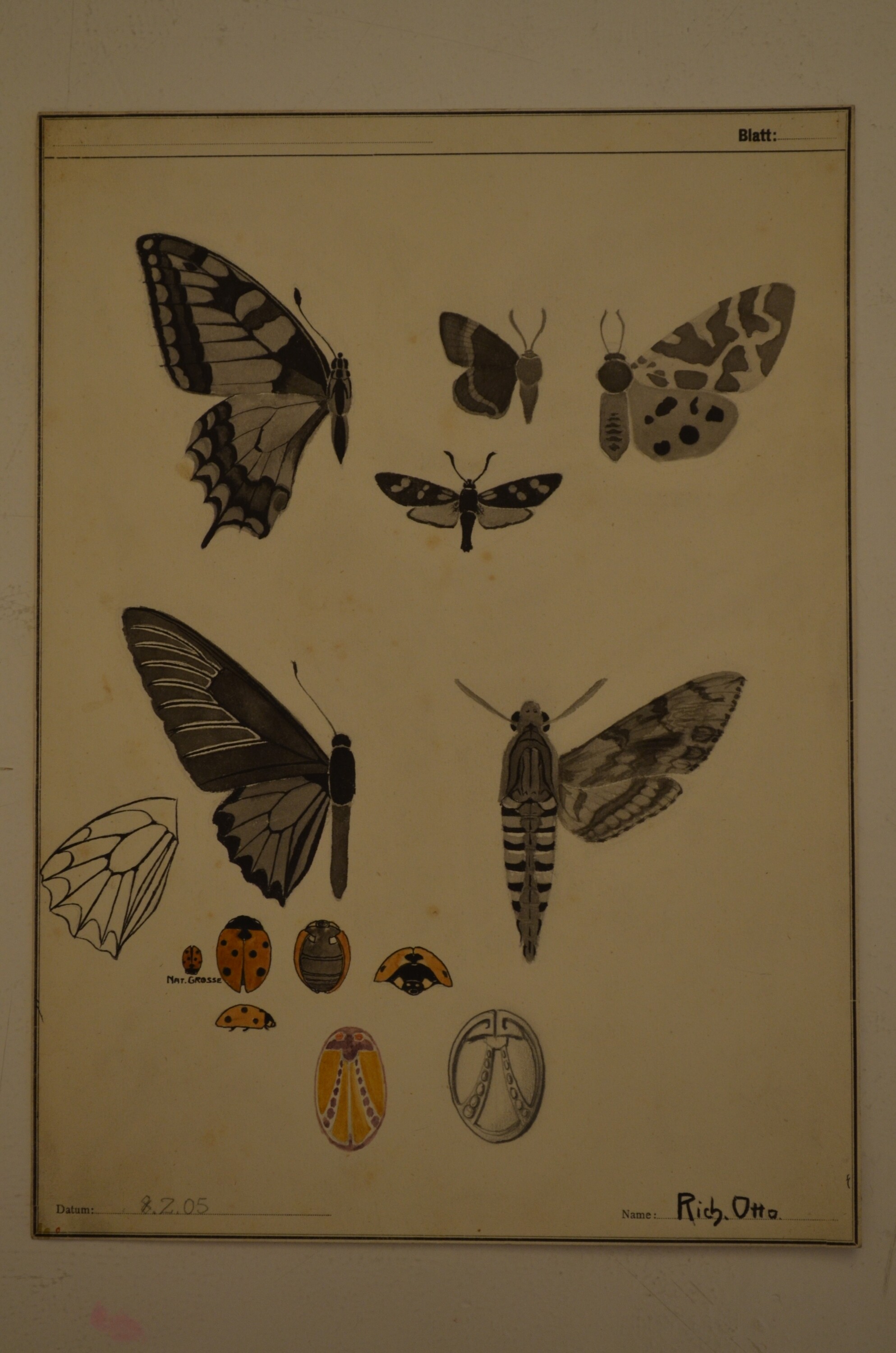 Grafik: Insektenstudien (Kulturhistorisches Museum Görlitz CC BY-NC-SA)