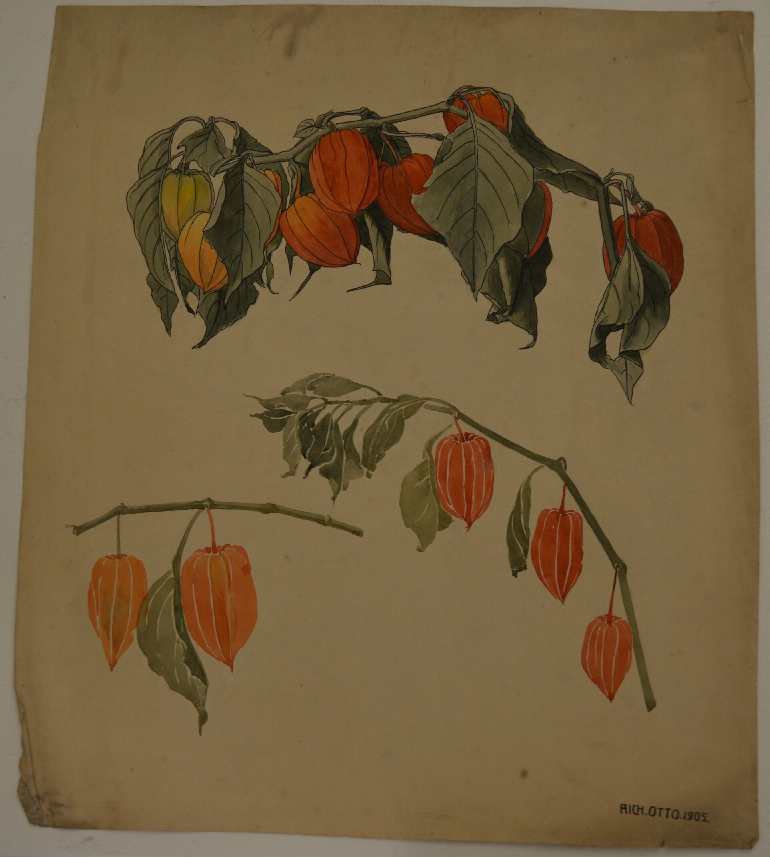 Grafik: Pflanzenstudie (Kulturhistorisches Museum Görlitz CC BY-NC-SA)
