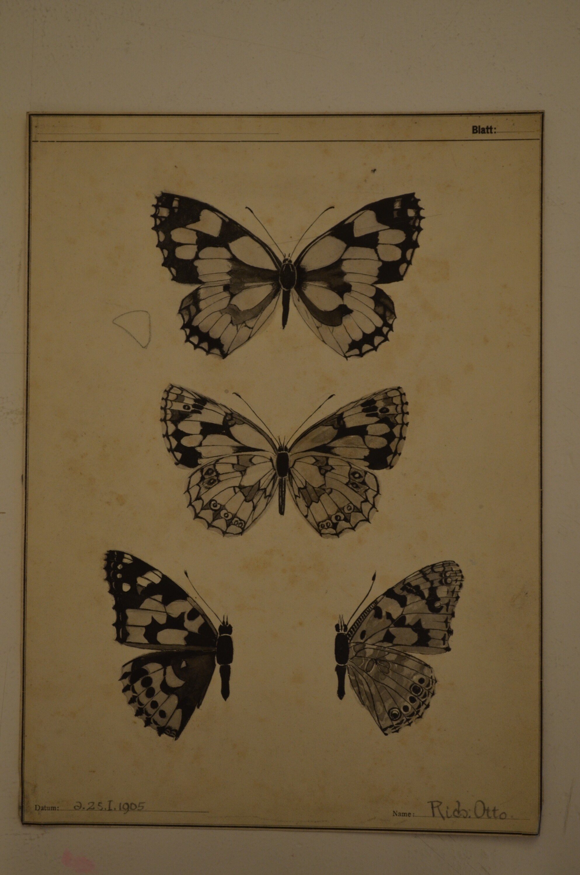 Grafik: Schmetterlingsstudien (Kulturhistorisches Museum Görlitz CC BY-NC-SA)