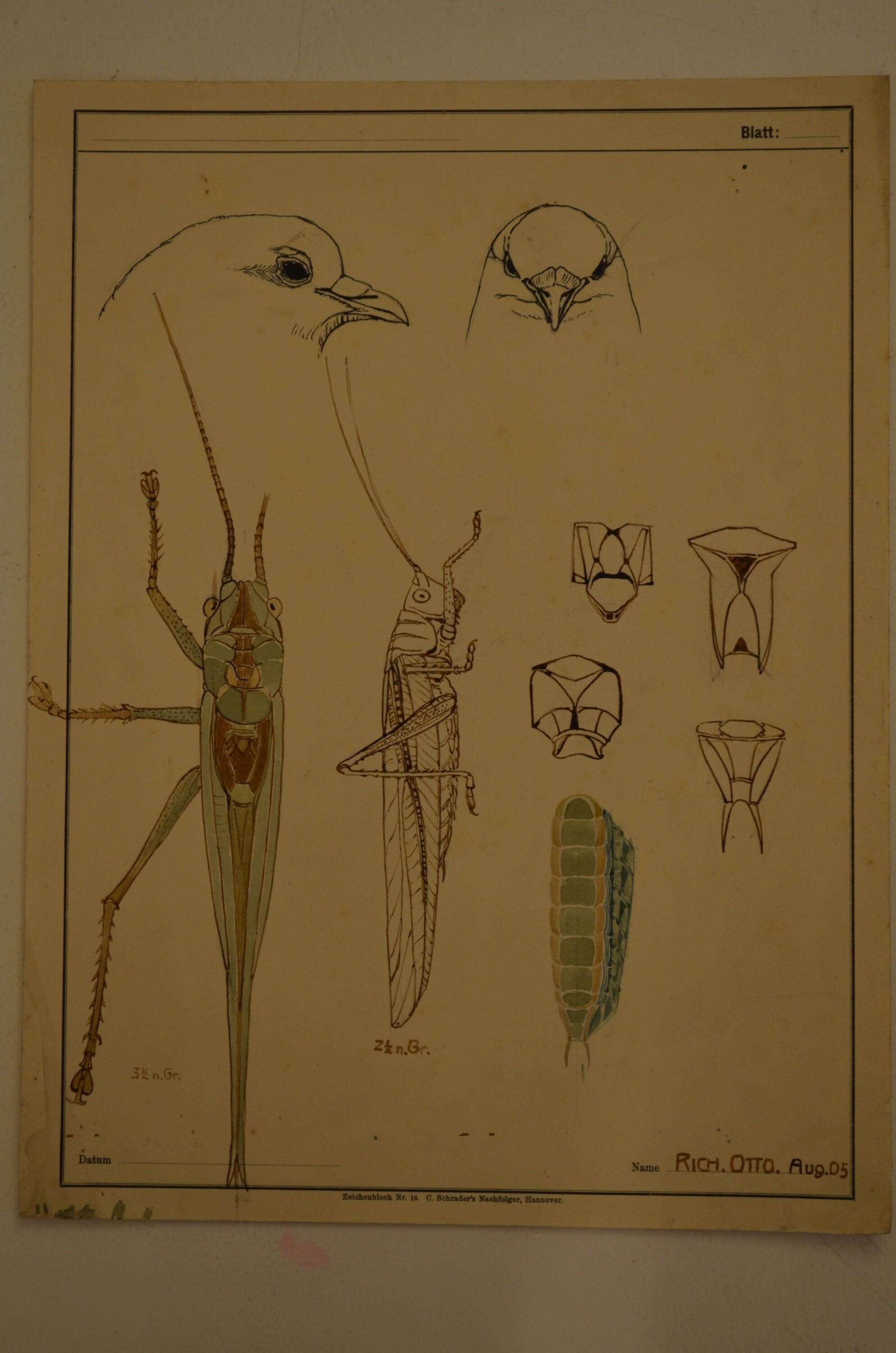 Grafik: Tierstudien (Grashüpfer und Vogelkopf) (Kulturhistorisches Museum Görlitz CC BY-NC-SA)