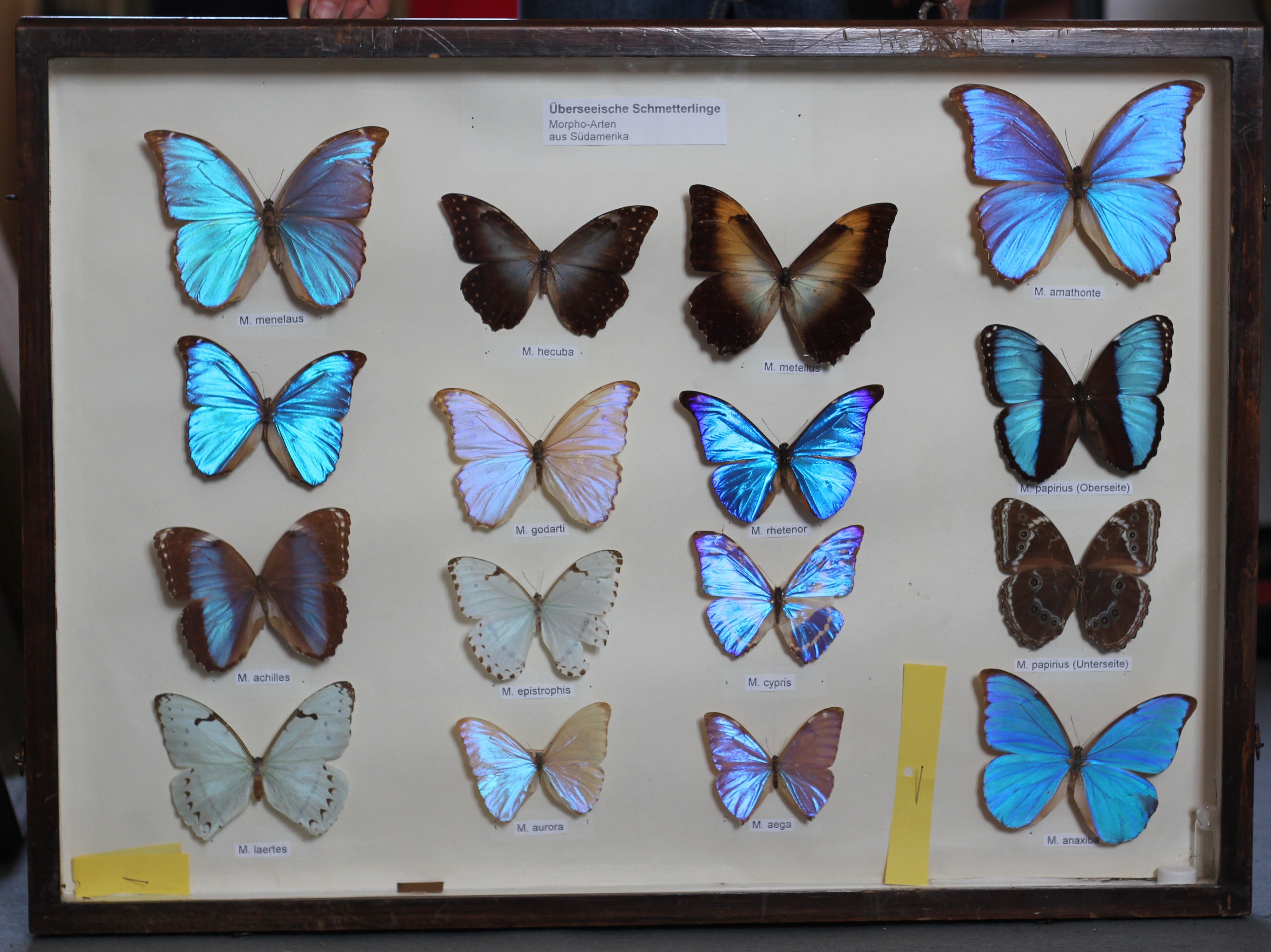 Überseeische Schmetterlinge (futurum vogtland e. V. (Museum Burg Mylau) CC BY-NC-SA)