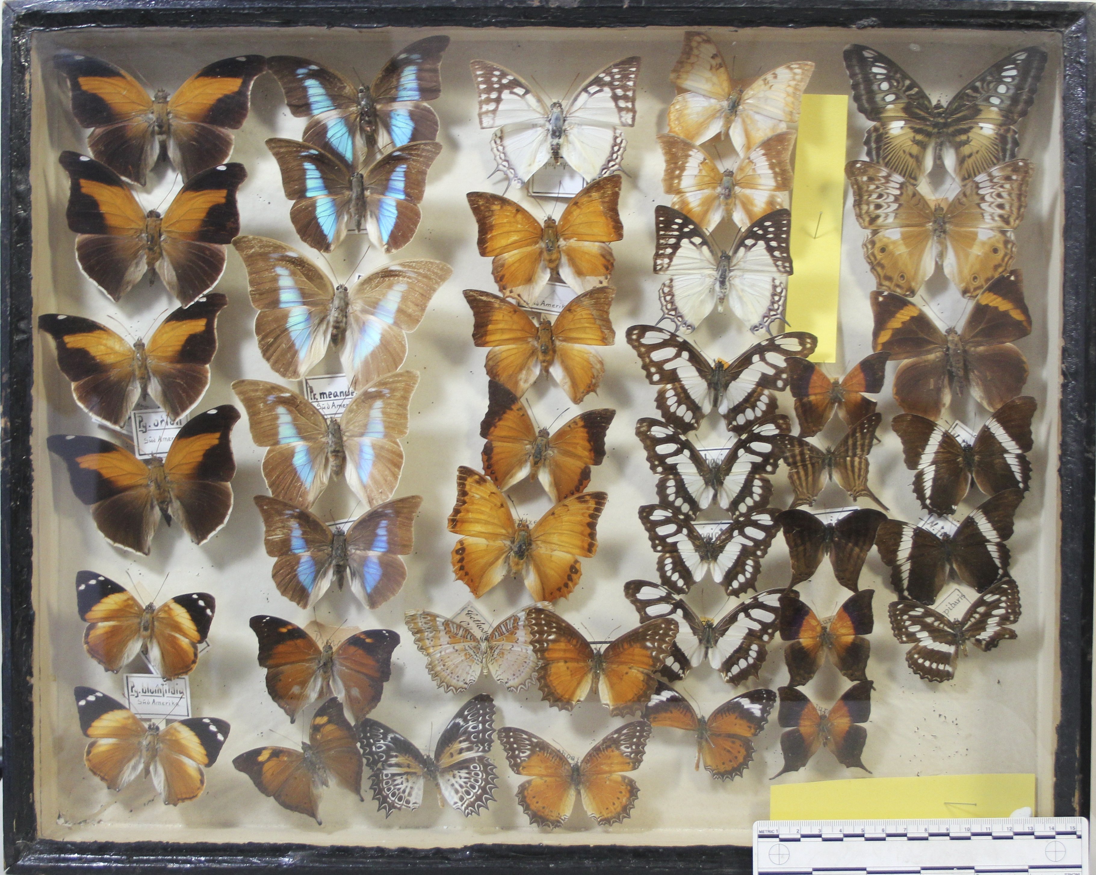 Insektenkasten mit Schmetterlingen der Familie Edelfalter (futurum vogtland e. V. (Museum Burg Mylau) CC BY-NC-SA)