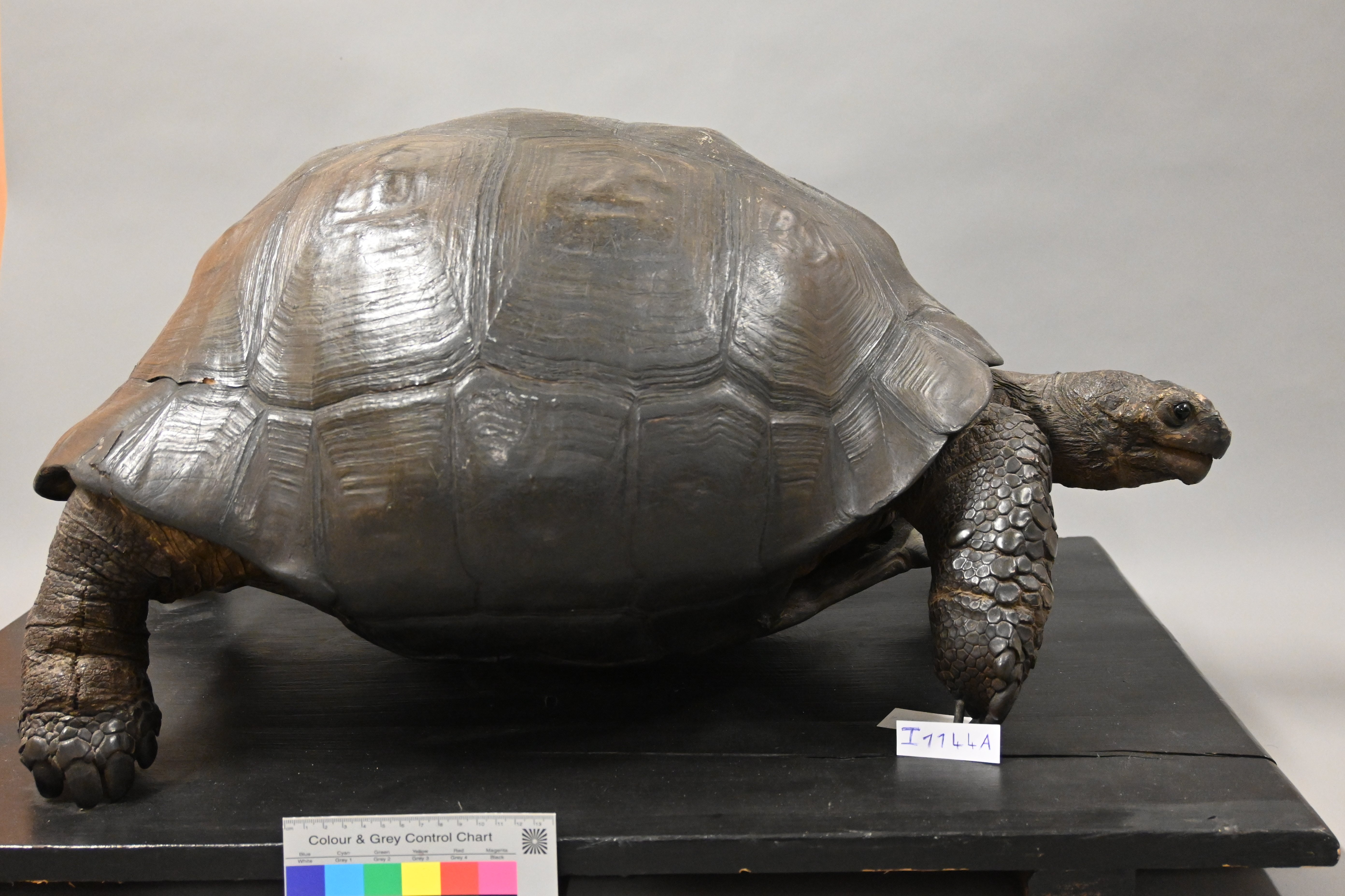 Vierzehenschildkröte / Testudo horsfieldii (Museum für Naturkunde Chemnitz CC BY-NC-SA)