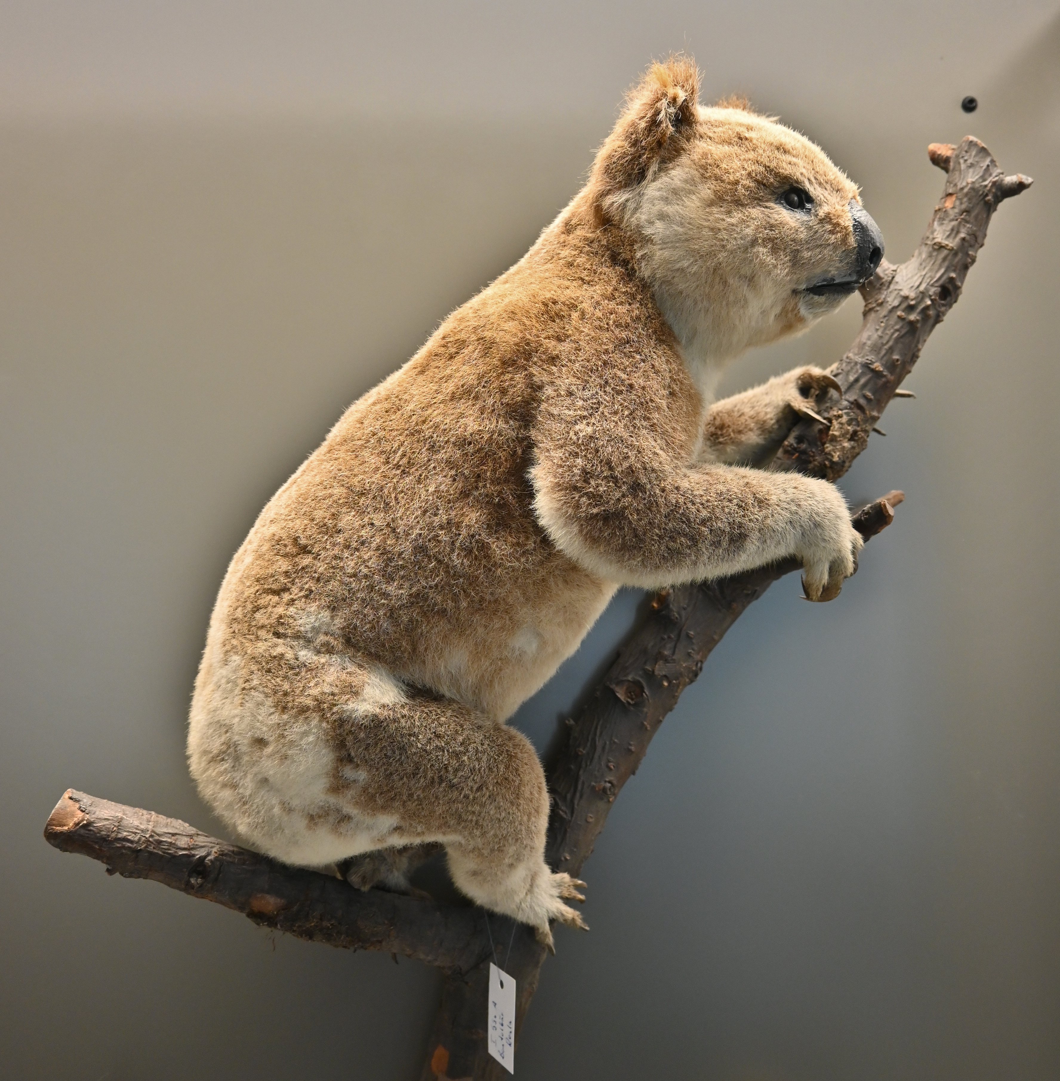 Koala / Phascolarctos cinereus (Museum für Naturkunde Chemnitz CC BY-NC-SA)