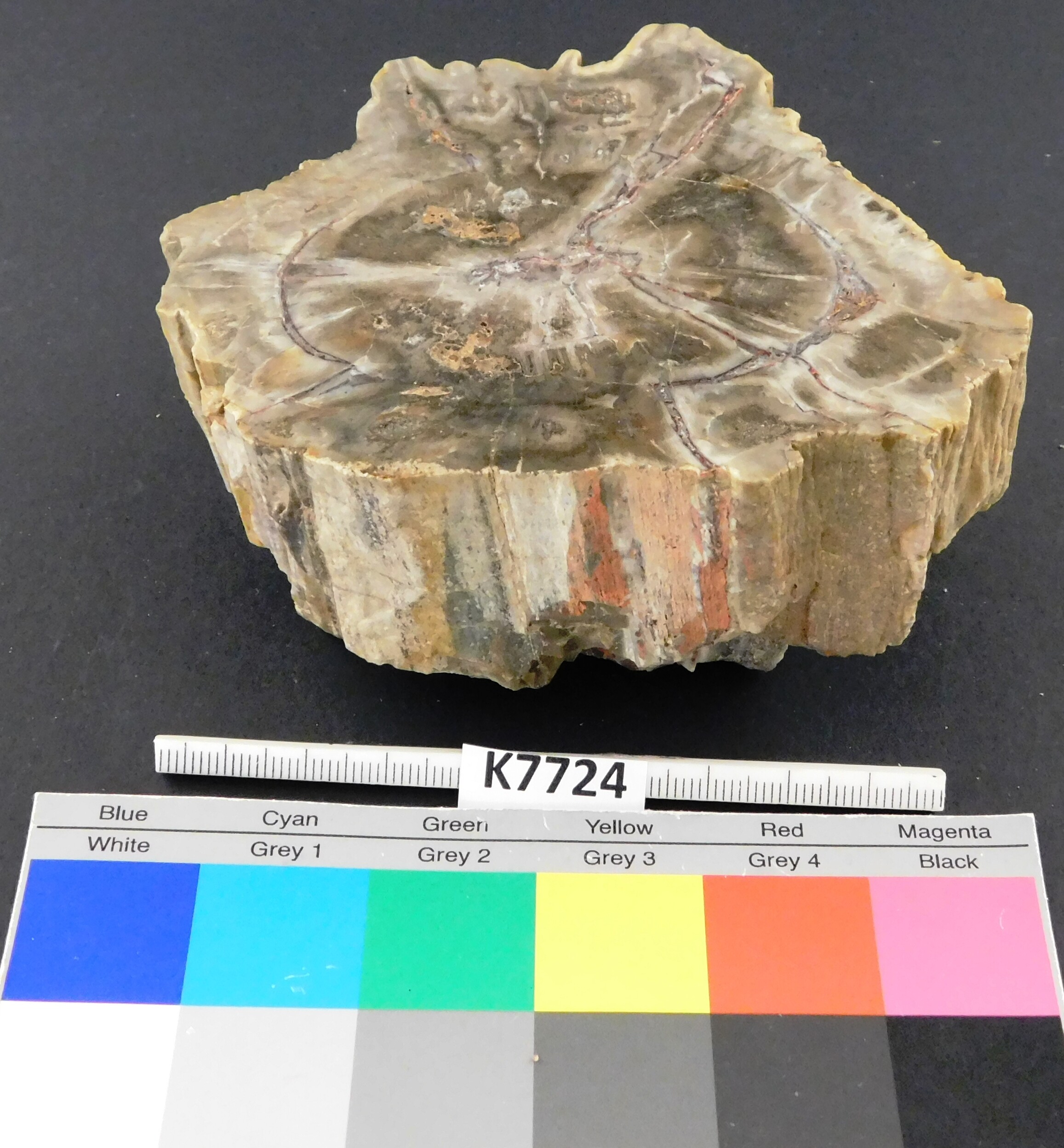 fossiles Nadelholz / Agathoxylon (Museum für Naturkunde Chemnitz RR-F)