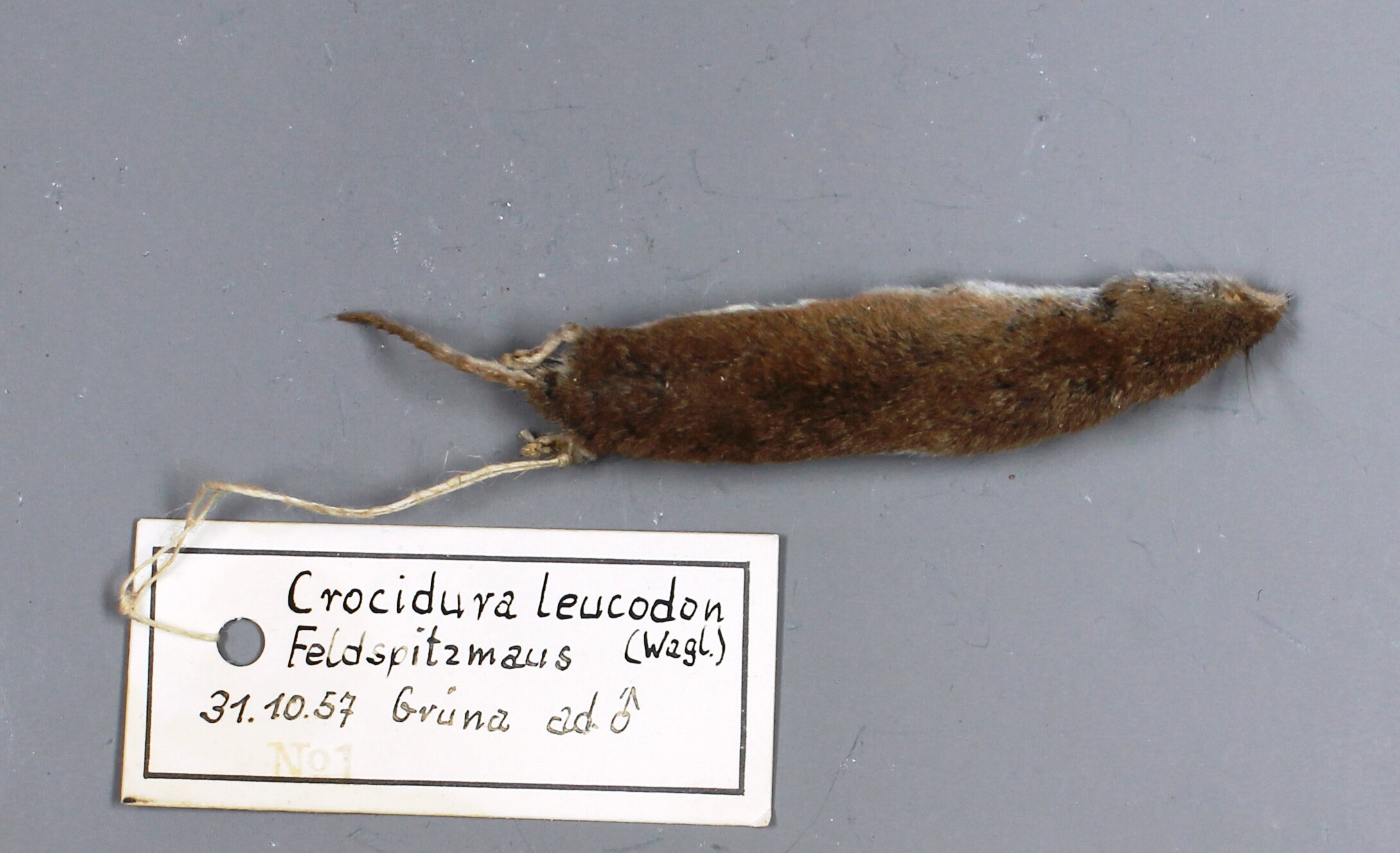 Feldspitzmaus / Crocidura leucodon (Museum für Naturkunde Chemnitz CC BY-NC-SA)