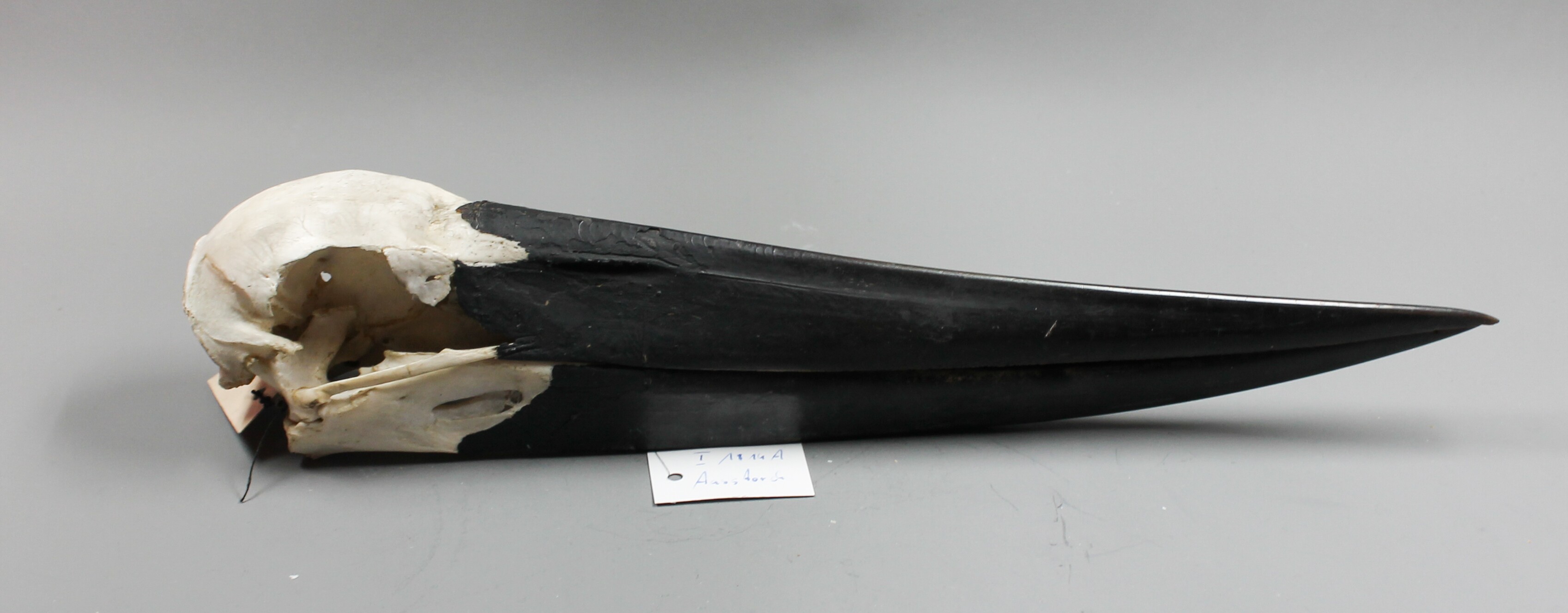 Riesenstorch / Ephippiorhynchus asiaticus (Museum für Naturkunde Chemnitz CC BY-NC-SA)