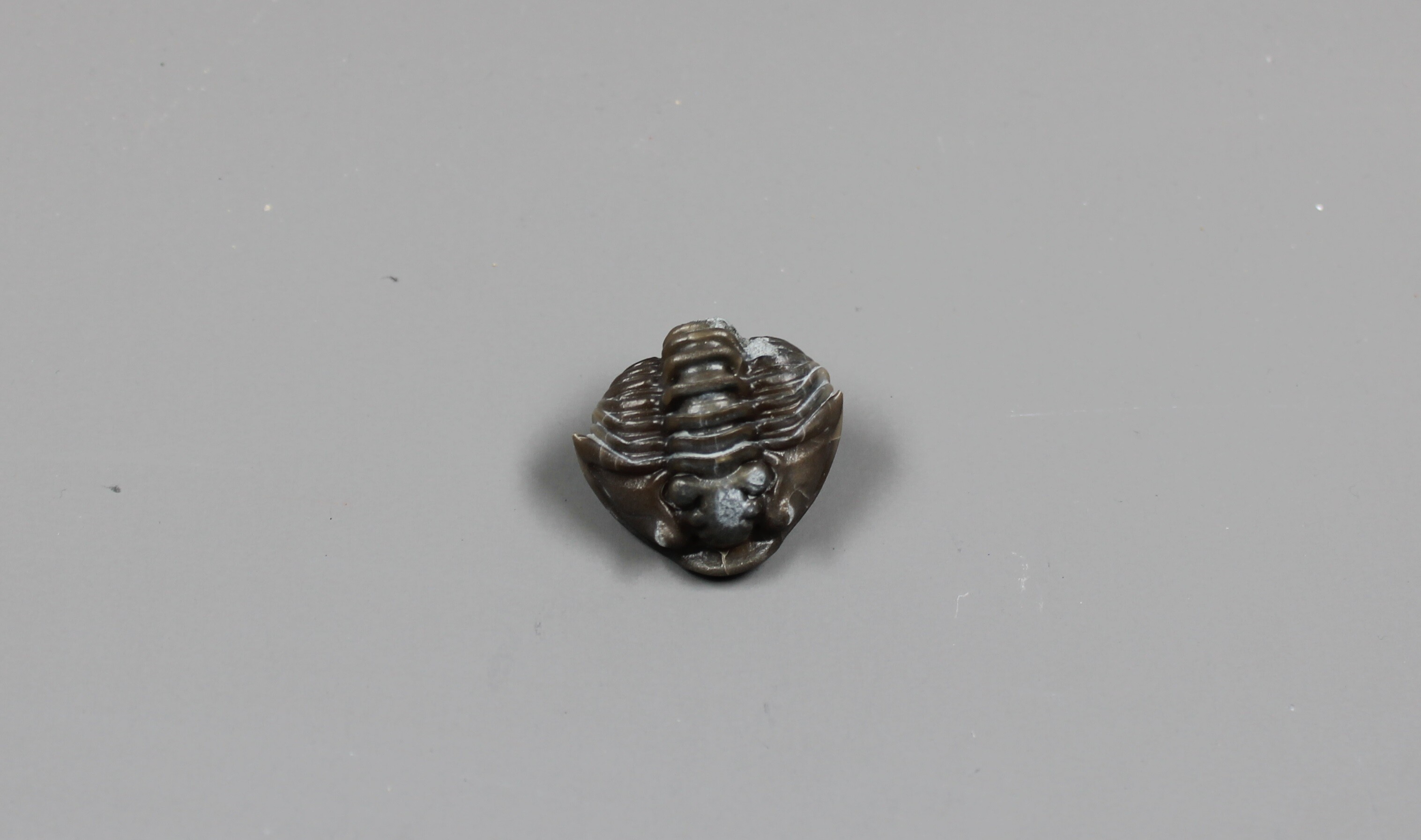 Urzeitkrebse: Trilobit (Museum für Naturkunde Chemnitz CC BY-NC)