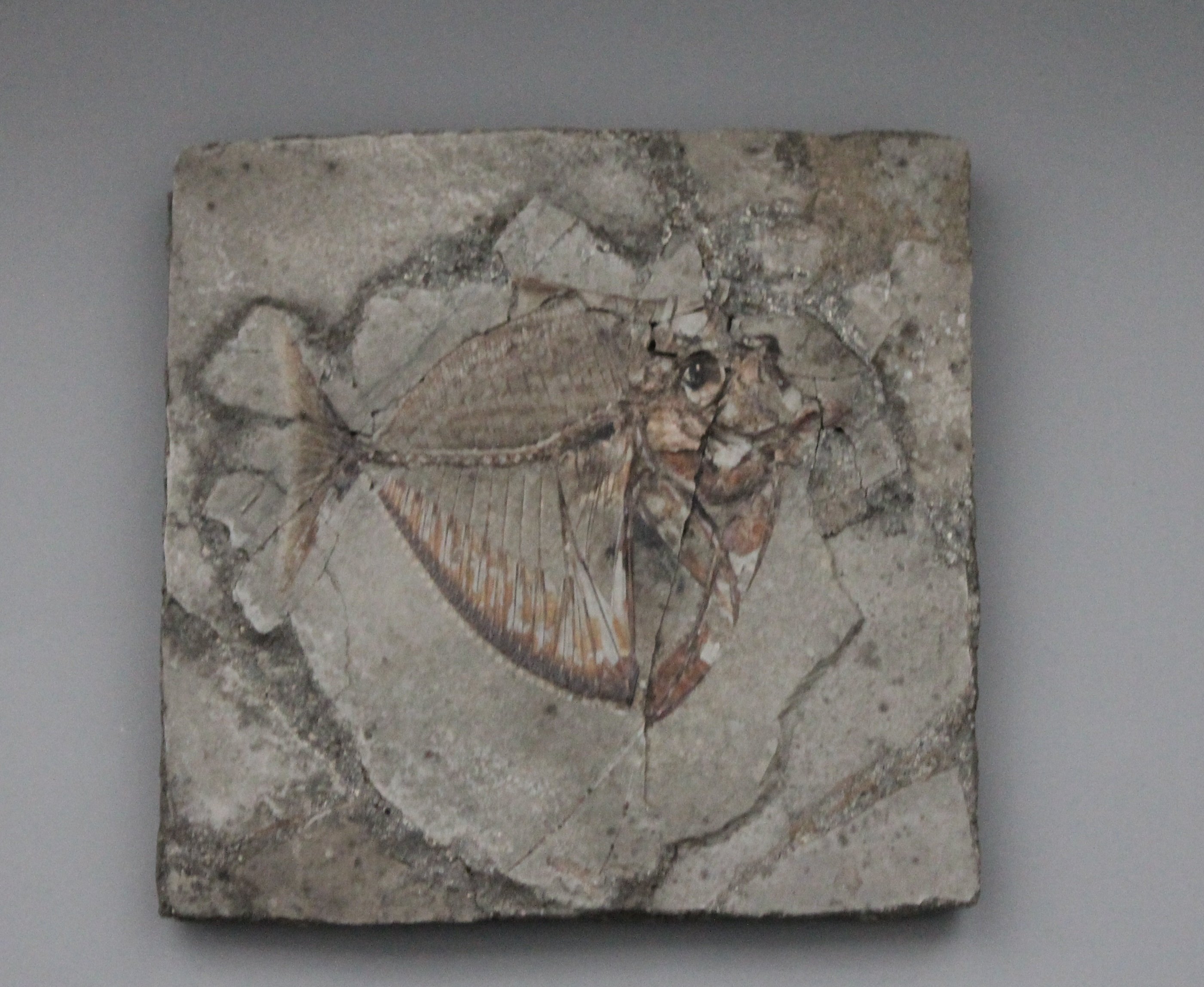 fossiler pericoformer Fisch / Mene rhombea (Museum für Naturkunde Chemnitz RR-F)