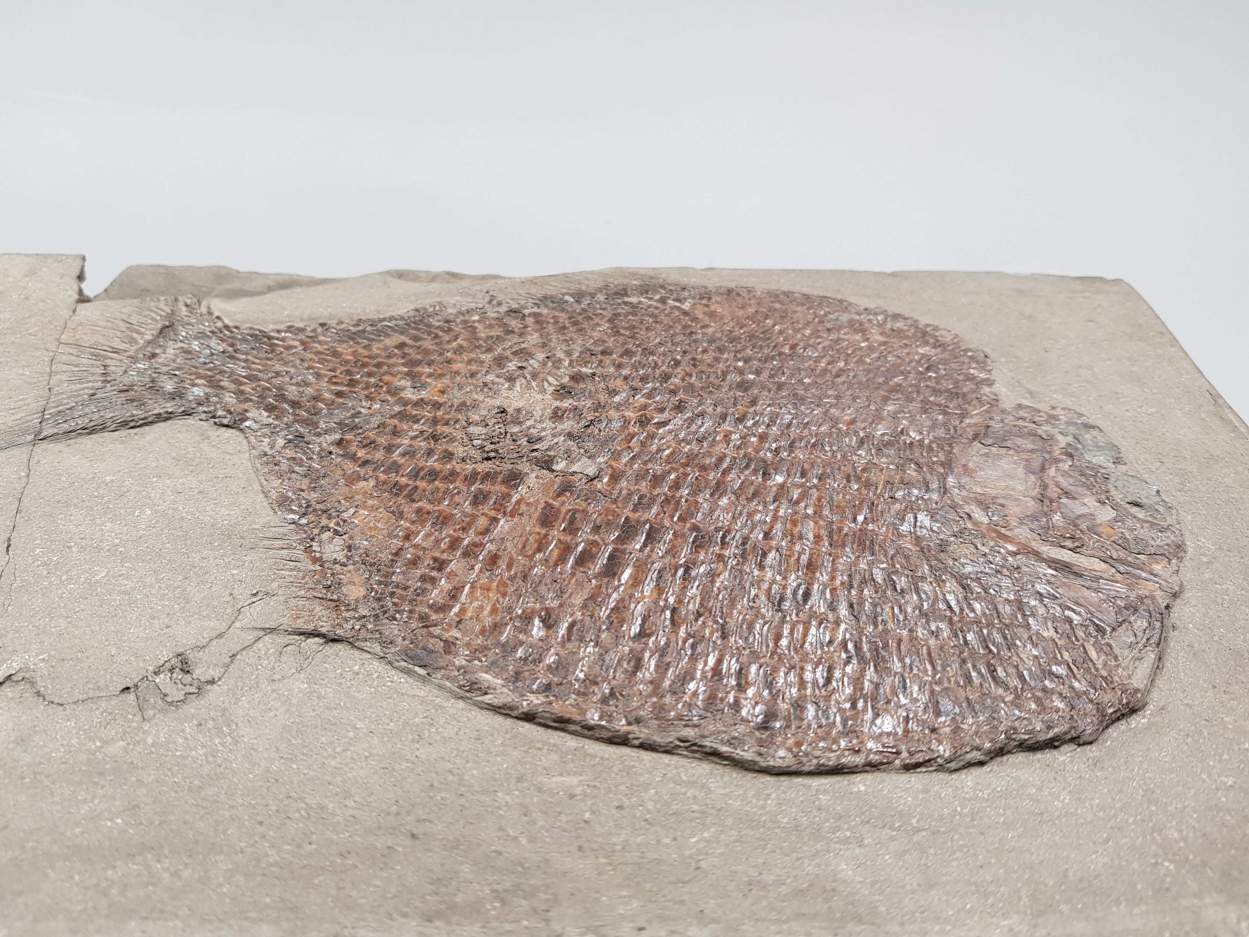 fossiler Knochenfisch / Dapedius punctatus Agassiz, 1835 (Museum für Naturkunde Chemnitz RR-F)