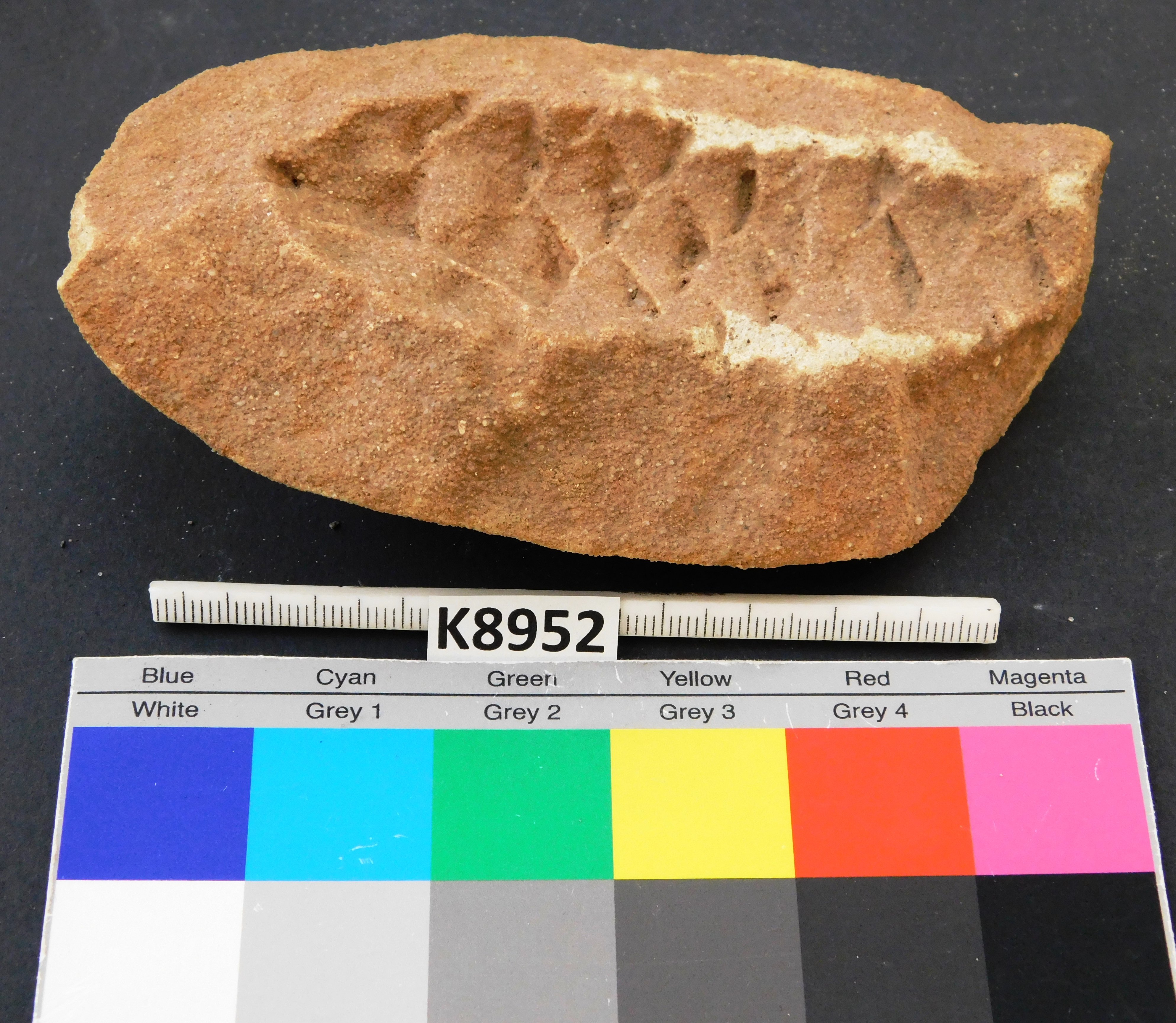 Abdruckerhaltung eines Zapfen eines fossilen Nadelbaumverwandten / Koniferenzapfen (Museum für Naturkunde Chemnitz RR-F)