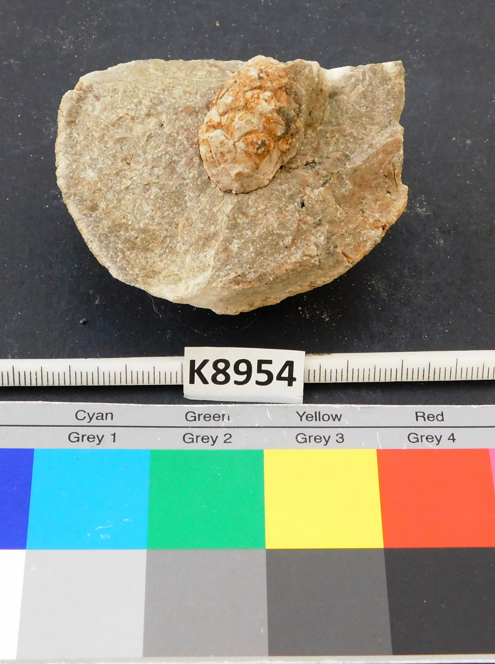 Zapfen eines fossilen Nadelbaumverwandten / Koniferenzapfen (Museum für Naturkunde Chemnitz RR-F)