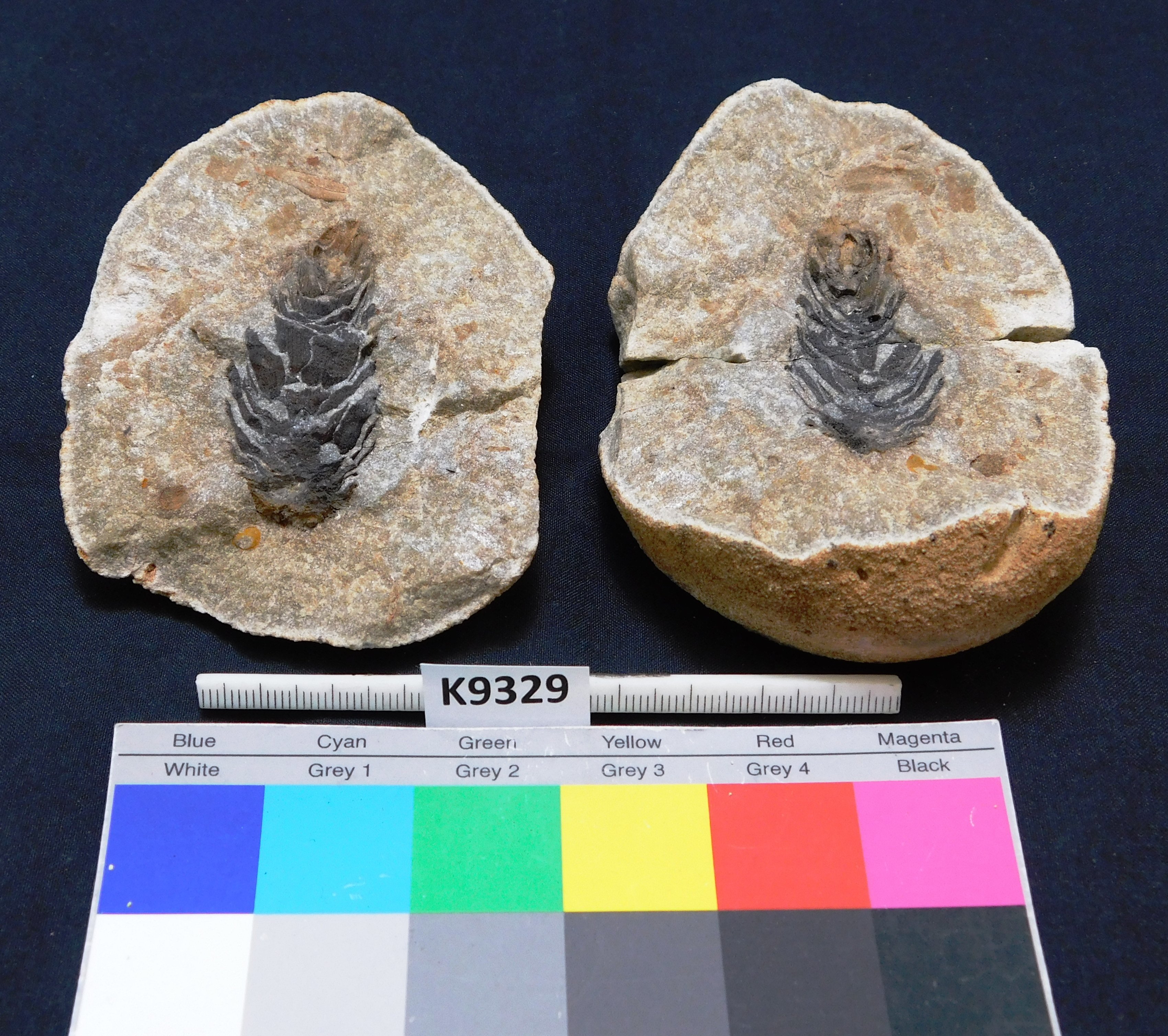 Zapfen eines fossilen Nadelbaumverwandten / Koniferenzapfen (Museum für Naturkunde Chemnitz RR-F)