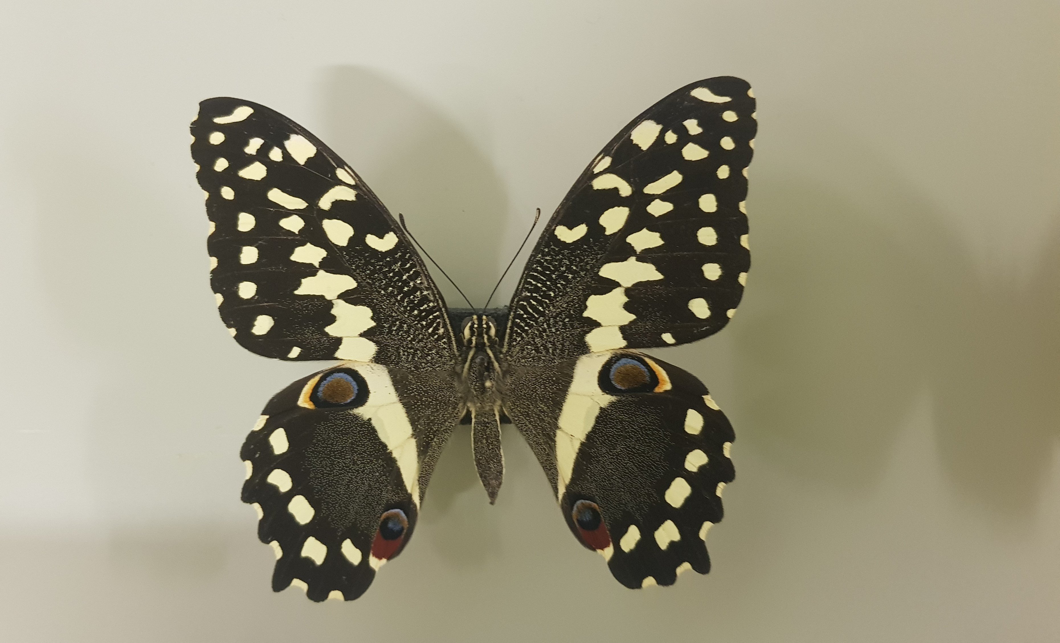 Zitrusschwalbenschwanz, Papilio demodocus (Museum für Naturkunde Chemnitz CC BY-NC-ND)