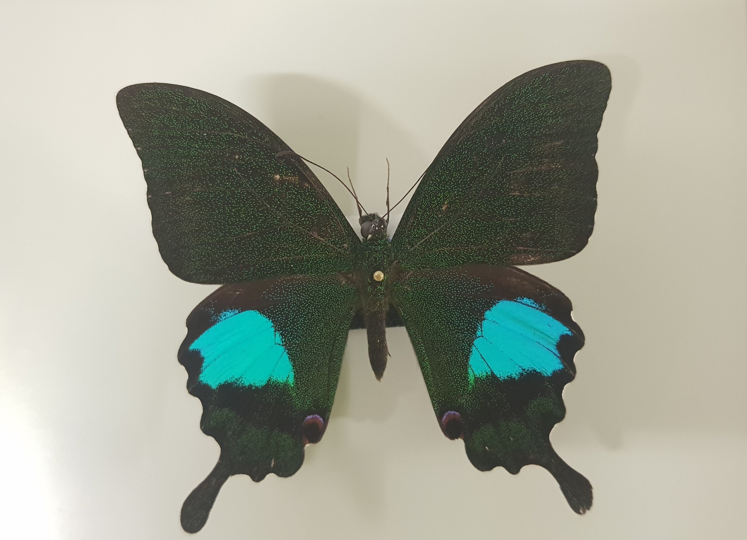 "Der Pariser Pfau", Paris Peacock, Papilio paris (Museum für Naturkunde Chemnitz CC BY-NC-ND)