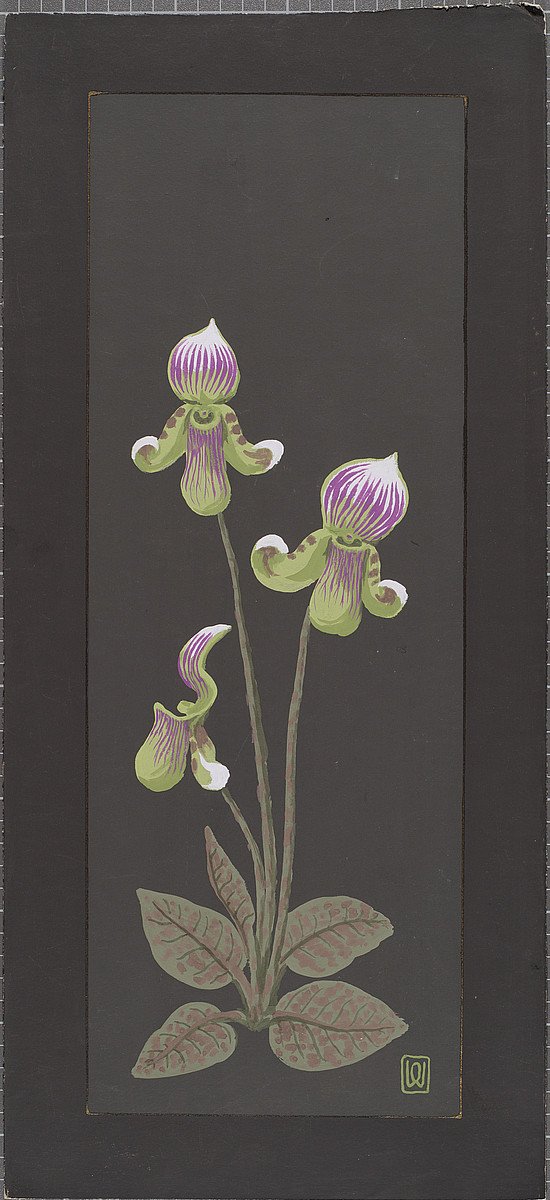 Pflanzenstudie - 9. Orchidee I. (Gerda und Klaus Tschira Stiftung CC BY-NC-ND)