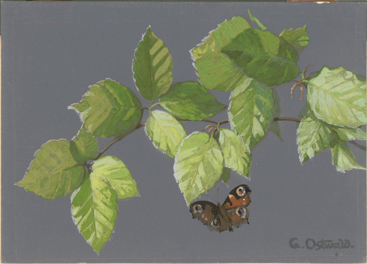 Buchenzweig mit Schmetterling (Gerda und Klaus Tschira Stiftung CC BY-NC-ND)