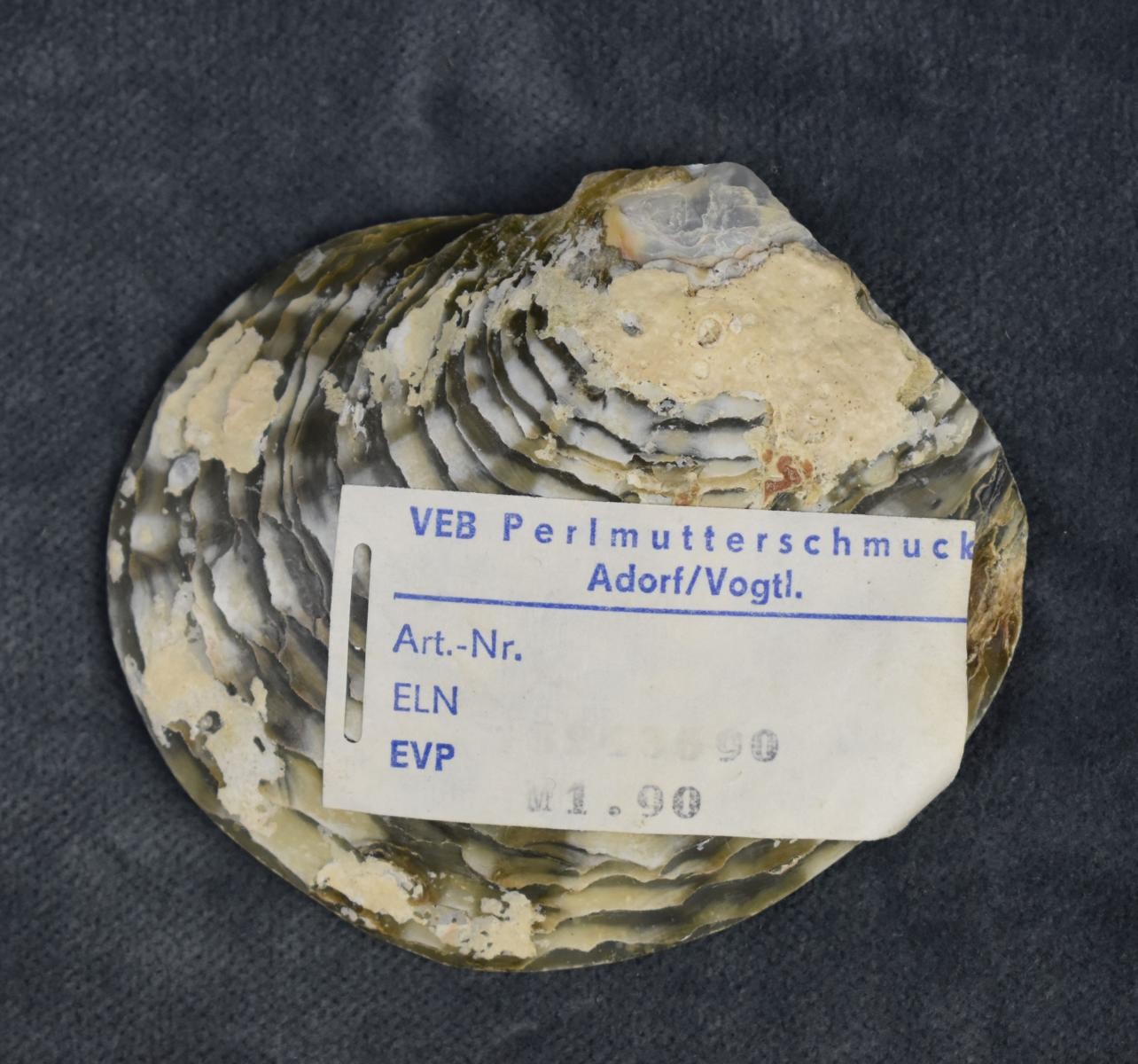 Muschelschale der Goldlippigen Perlmuschel (Perlmutter- und Heimatmuseum Adorf CC BY-NC-SA)