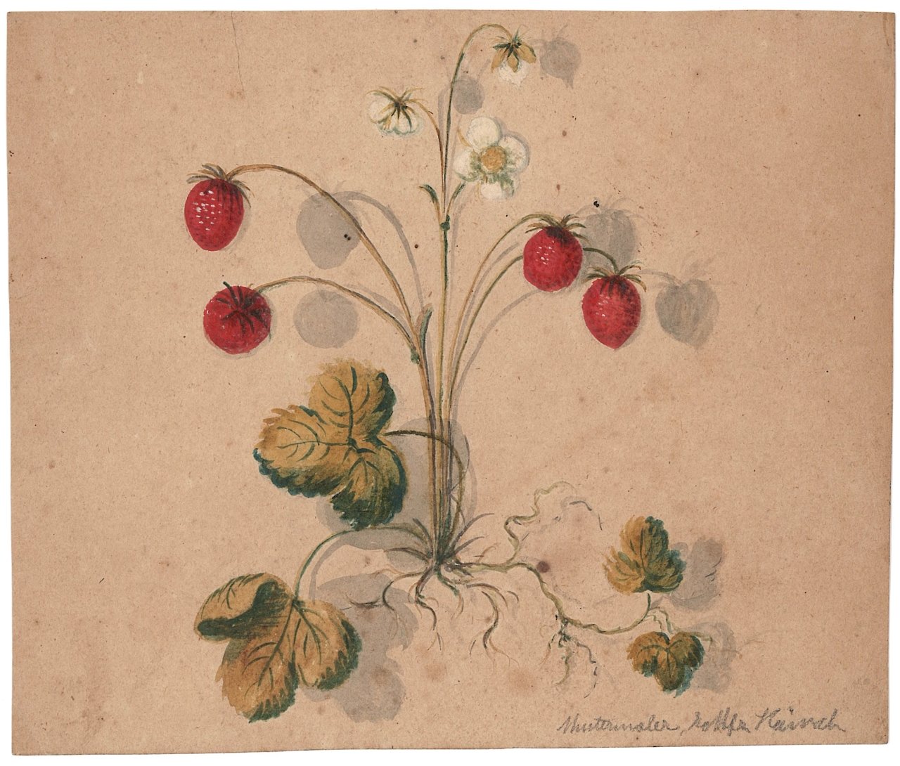 Erdbeerpflanze mit Früchten (Deutsches Damast- und Frottiermuseum CC BY-NC-SA)