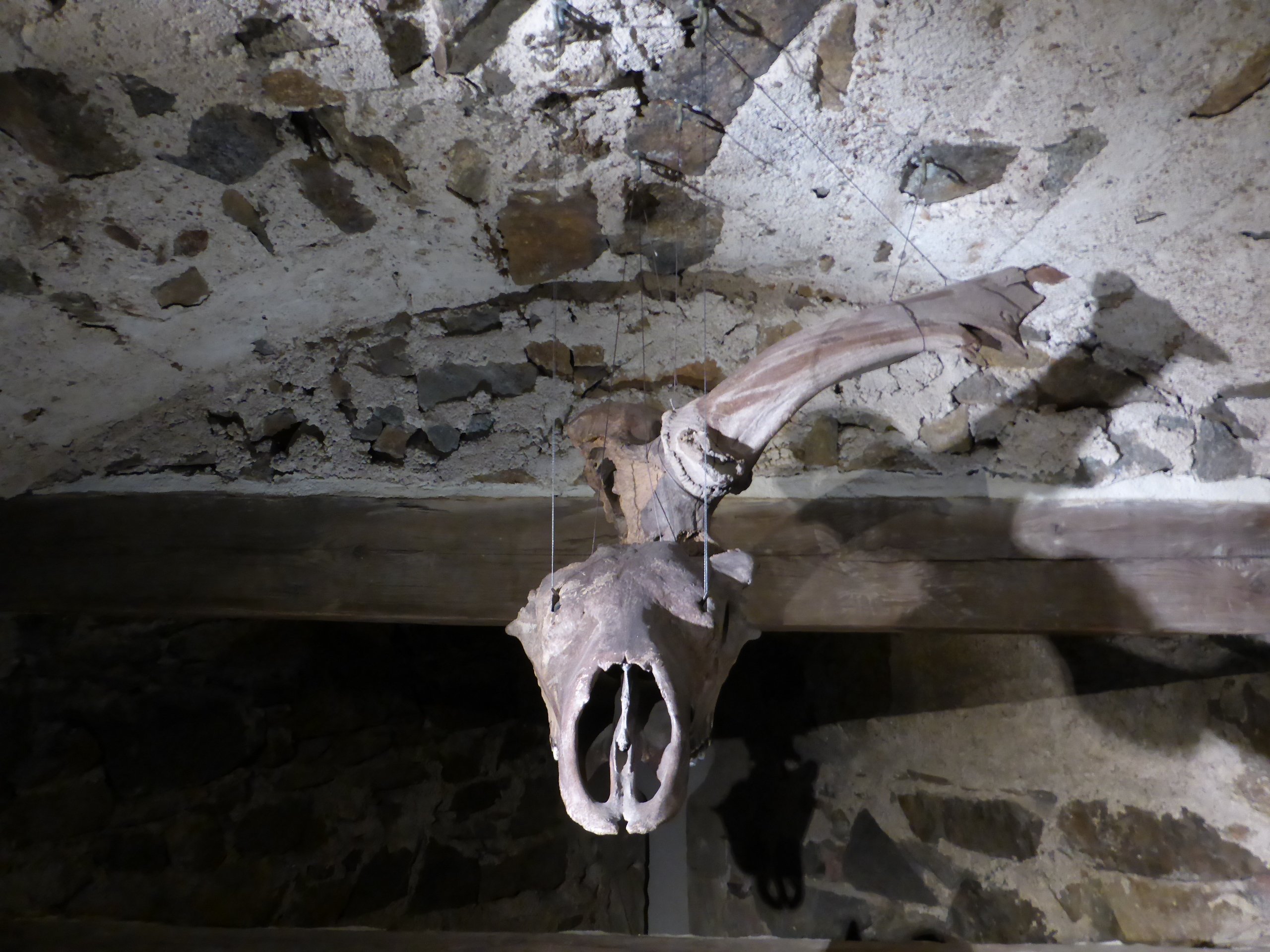 Knochen und Geweihteil vom Riesenhirsch (Kulturhistorisches Museum Görlitz CC BY-NC-SA)