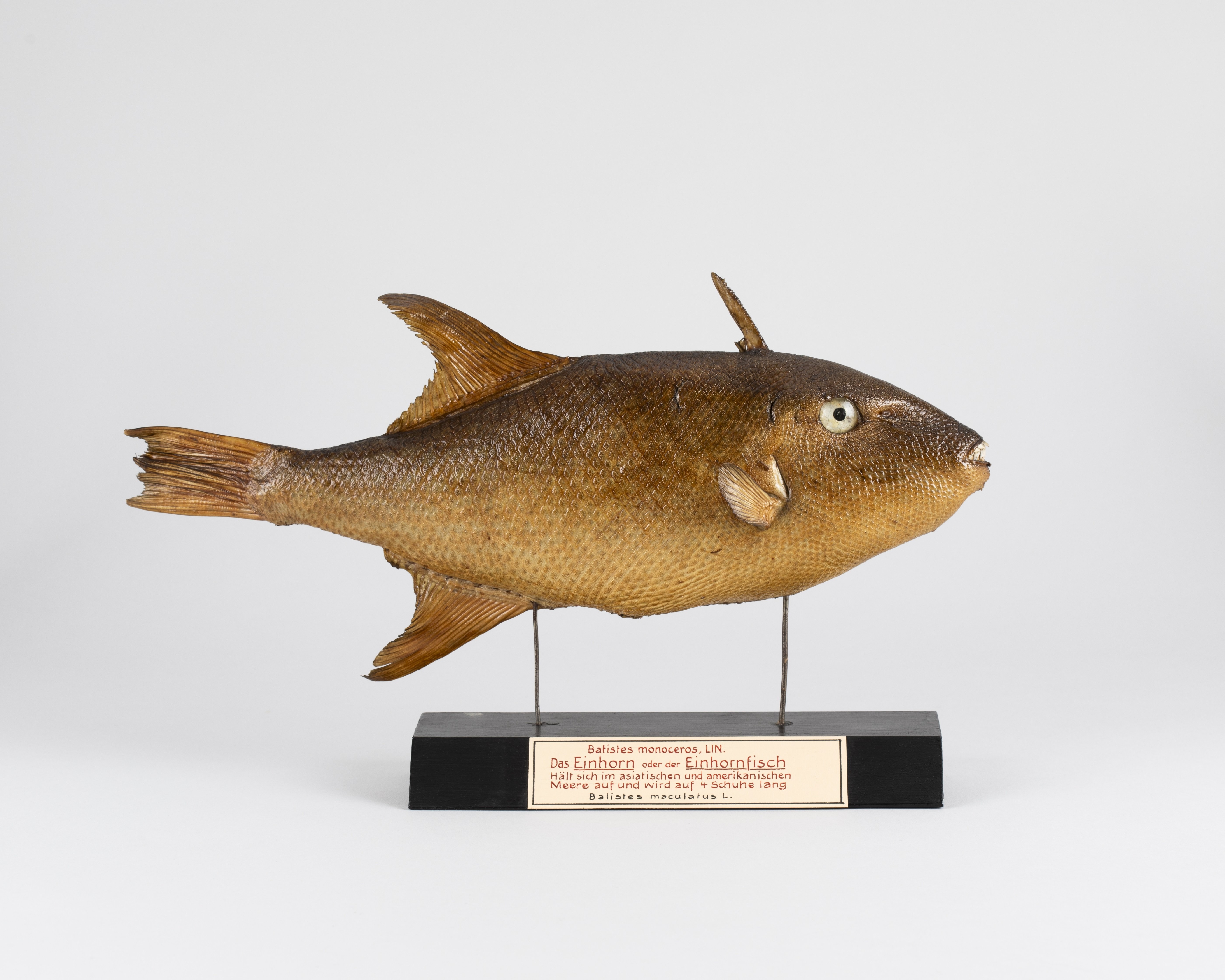Das Einhorn oder Einhornfisch (Museum Naturalienkabinett Waldenburg CC BY-NC-SA)