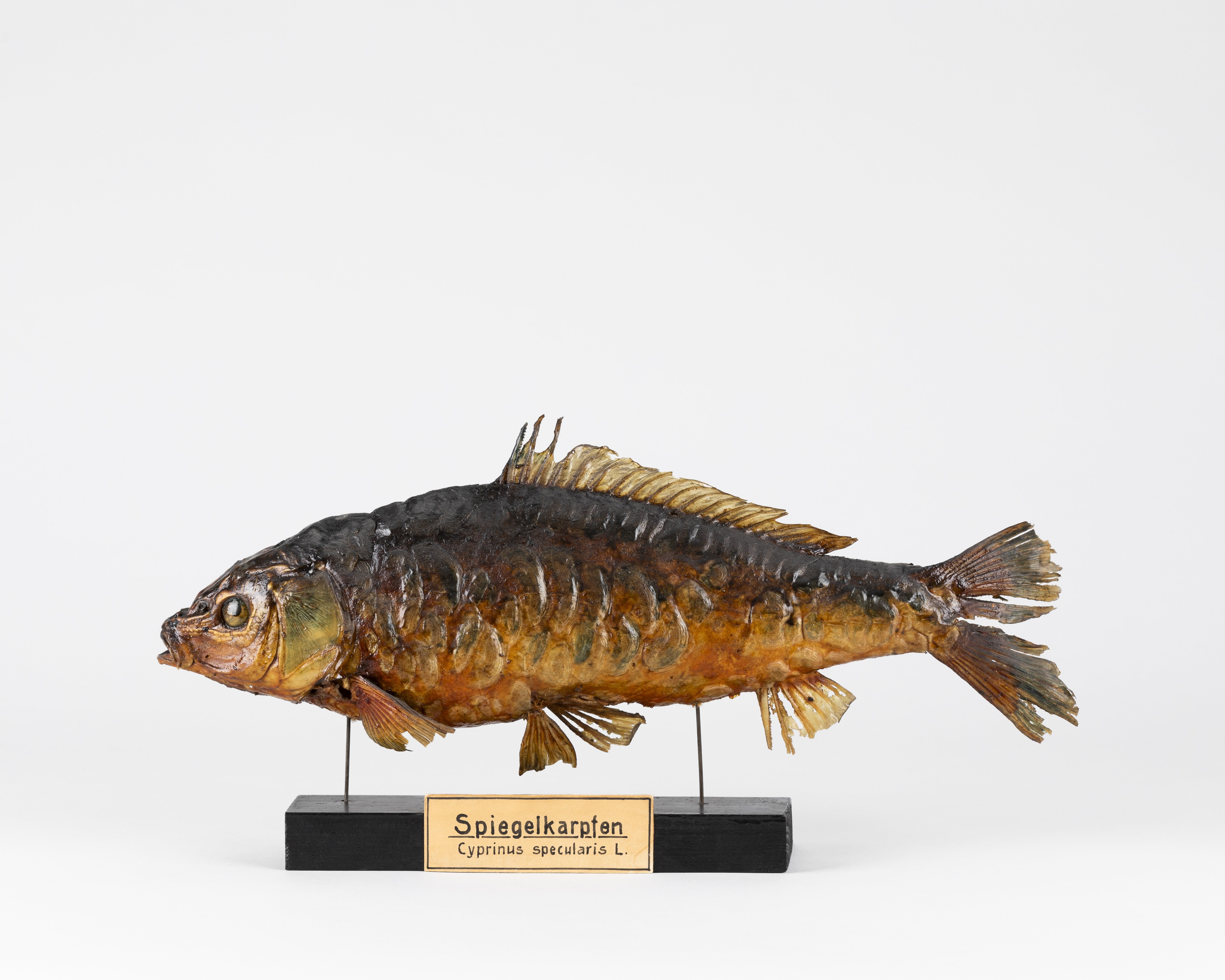 Spiegelfisch (Museum Naturalienkabinett Waldenburg CC BY-NC-SA)