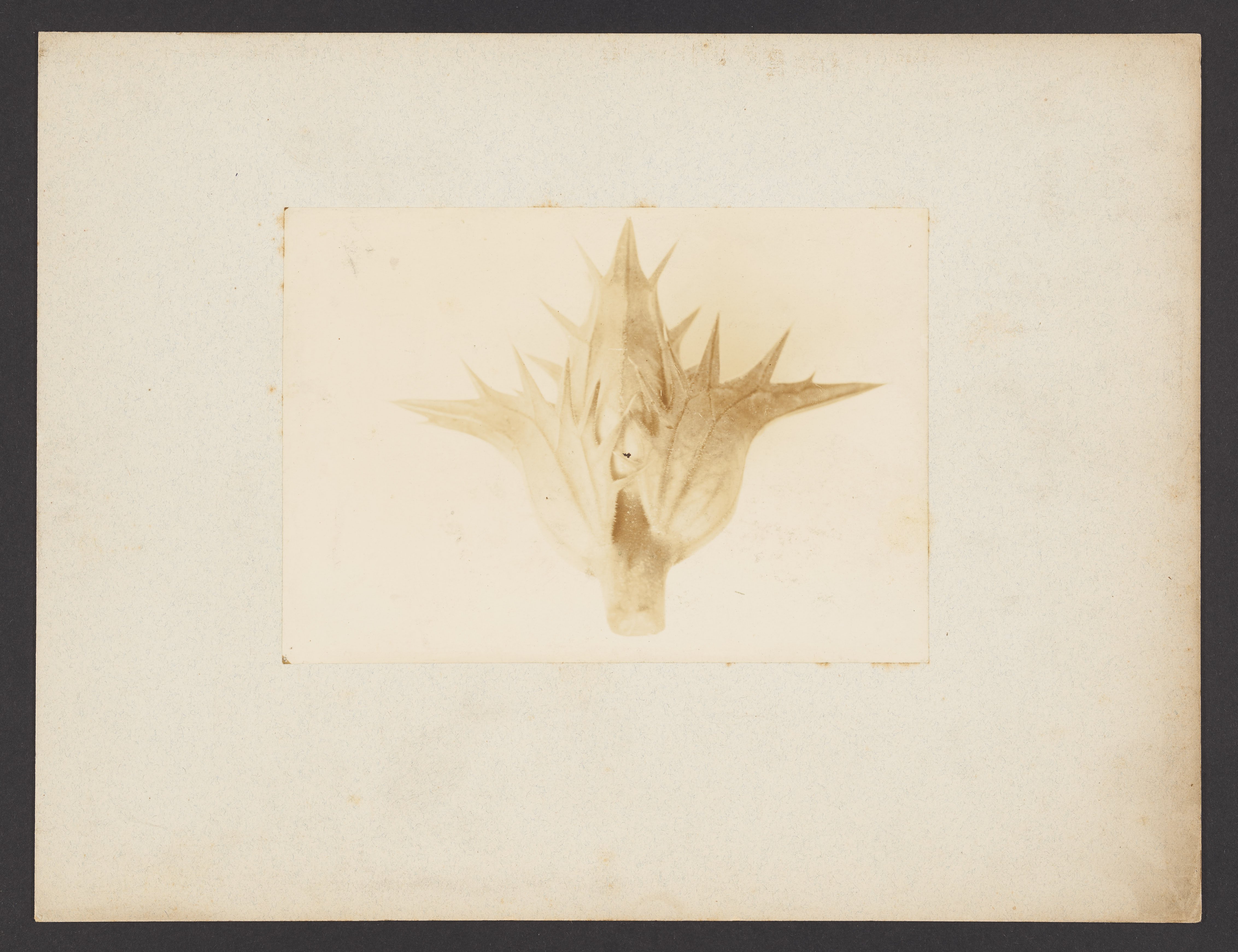 Laubblätter von Akanthus minor (Museum Naturalienkabinett Waldenburg CC BY-NC-SA)