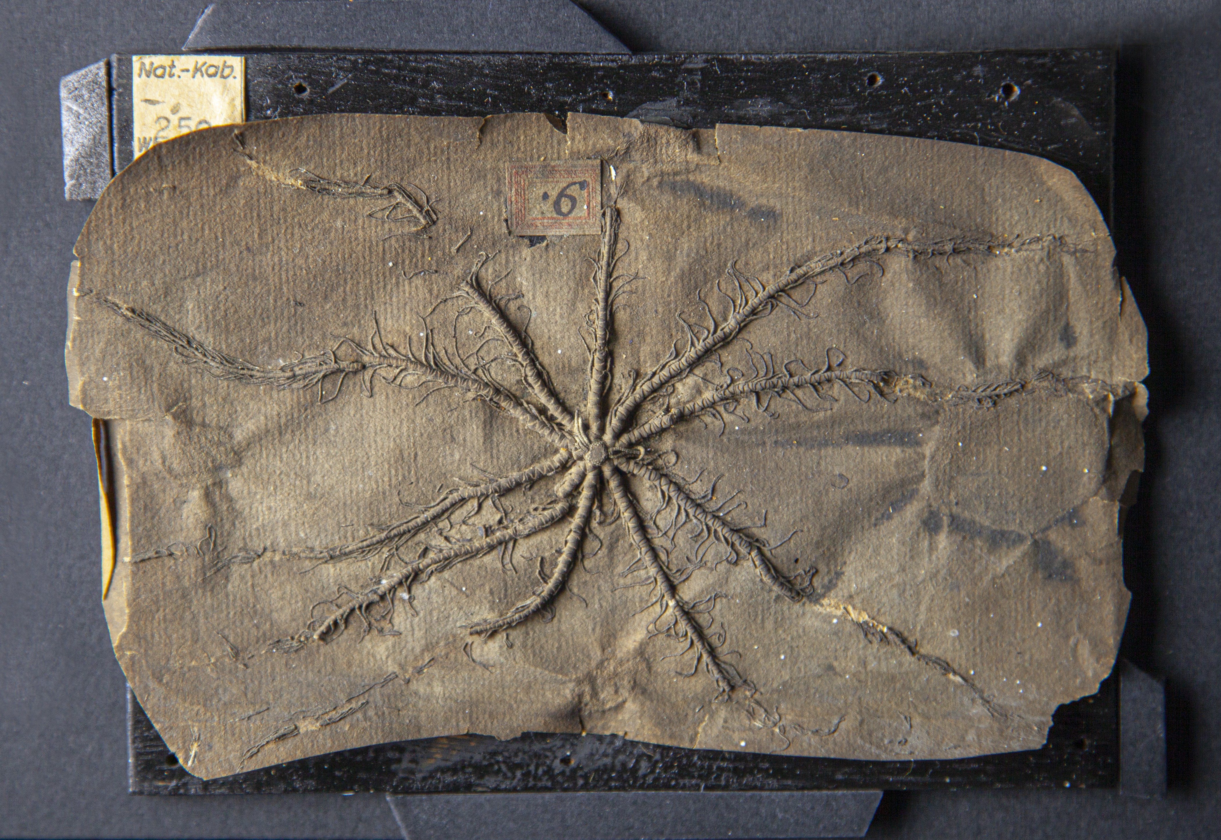 Haarstern / Antedon mediterranea (Lamarck, 1816) (Museum - Naturalienkabinett Waldenburg CC BY-SA)