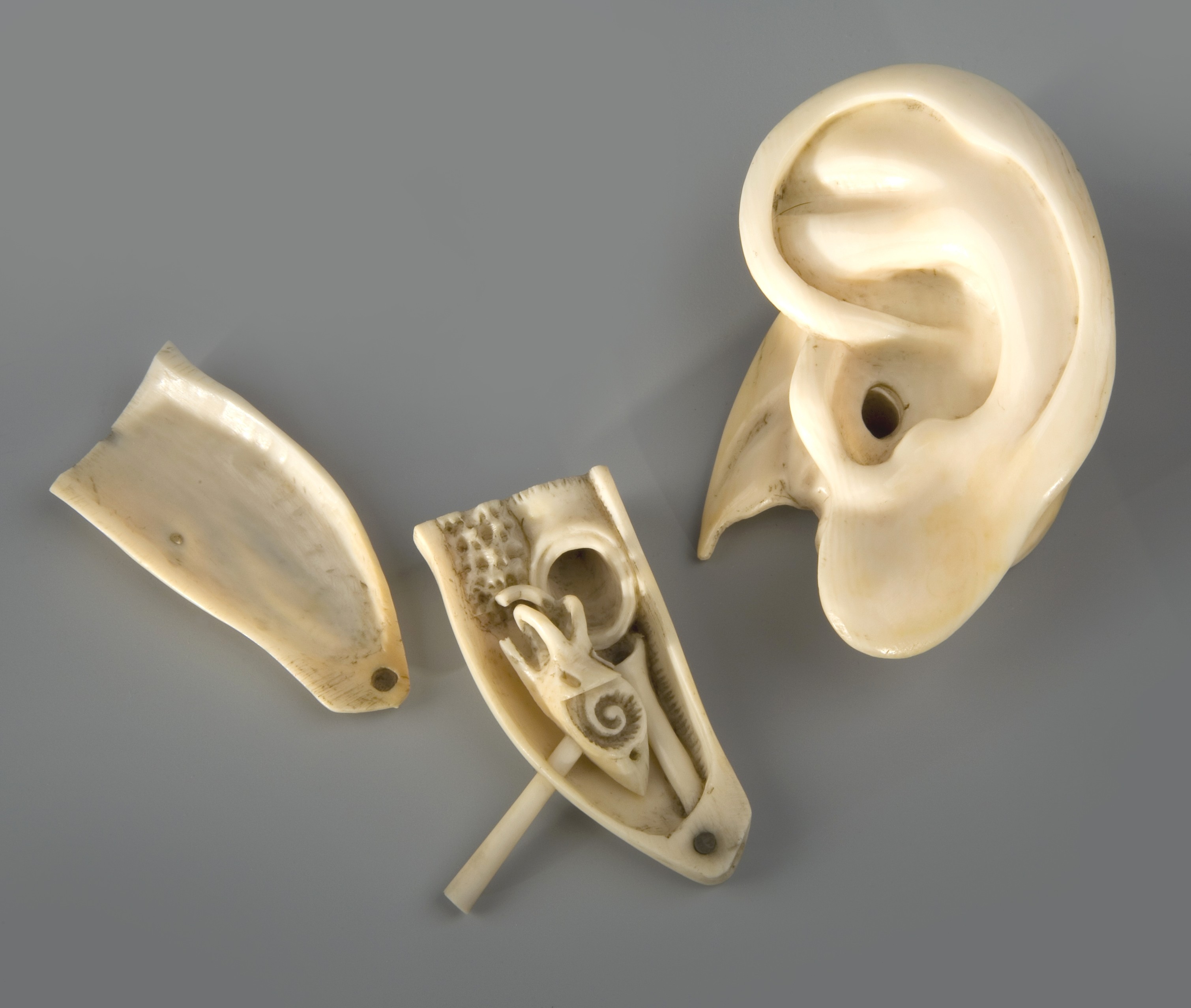 Modell des menschlichen Ohres (Museum - Naturalienkabinett Waldenburg CC BY-NC-SA)