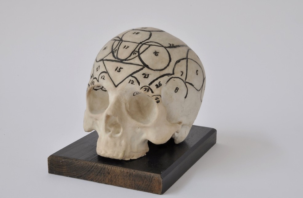 Menschlicher Schädel aus Gips (Museum - Naturalienkabinett Waldenburg CC BY-NC-SA)
