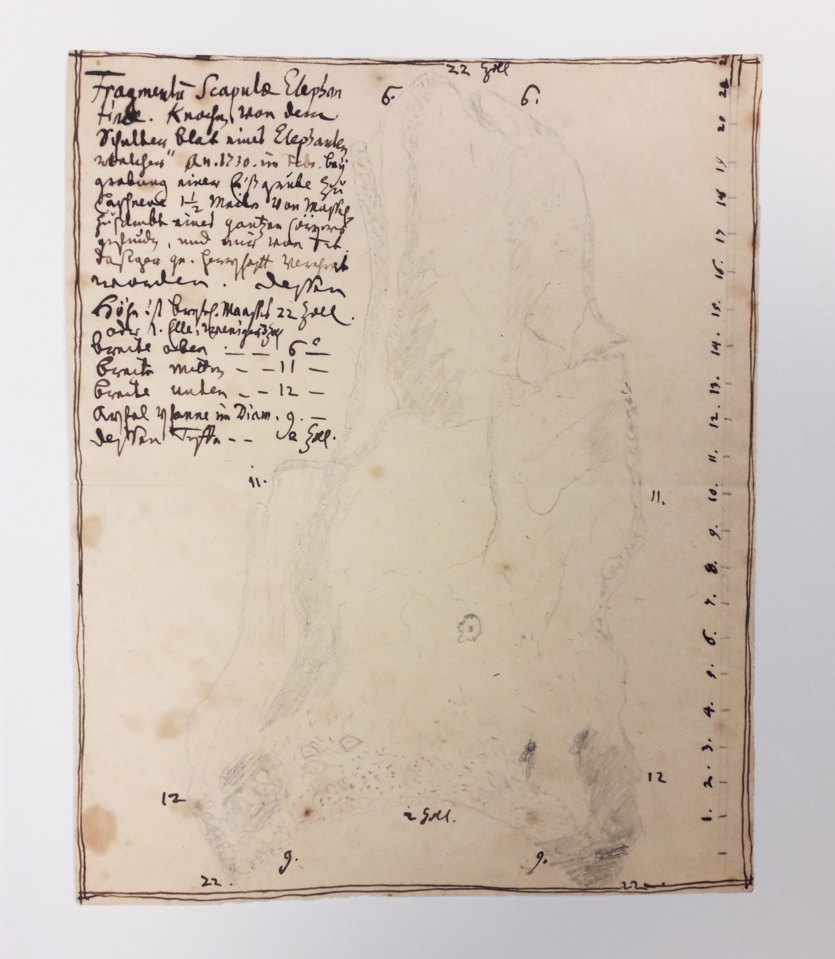 Zeichnung eines Elefantenknochens mit handschriftlichem Kommentar (Museum - Naturalienkabinett Waldenburg CC BY-NC-SA)