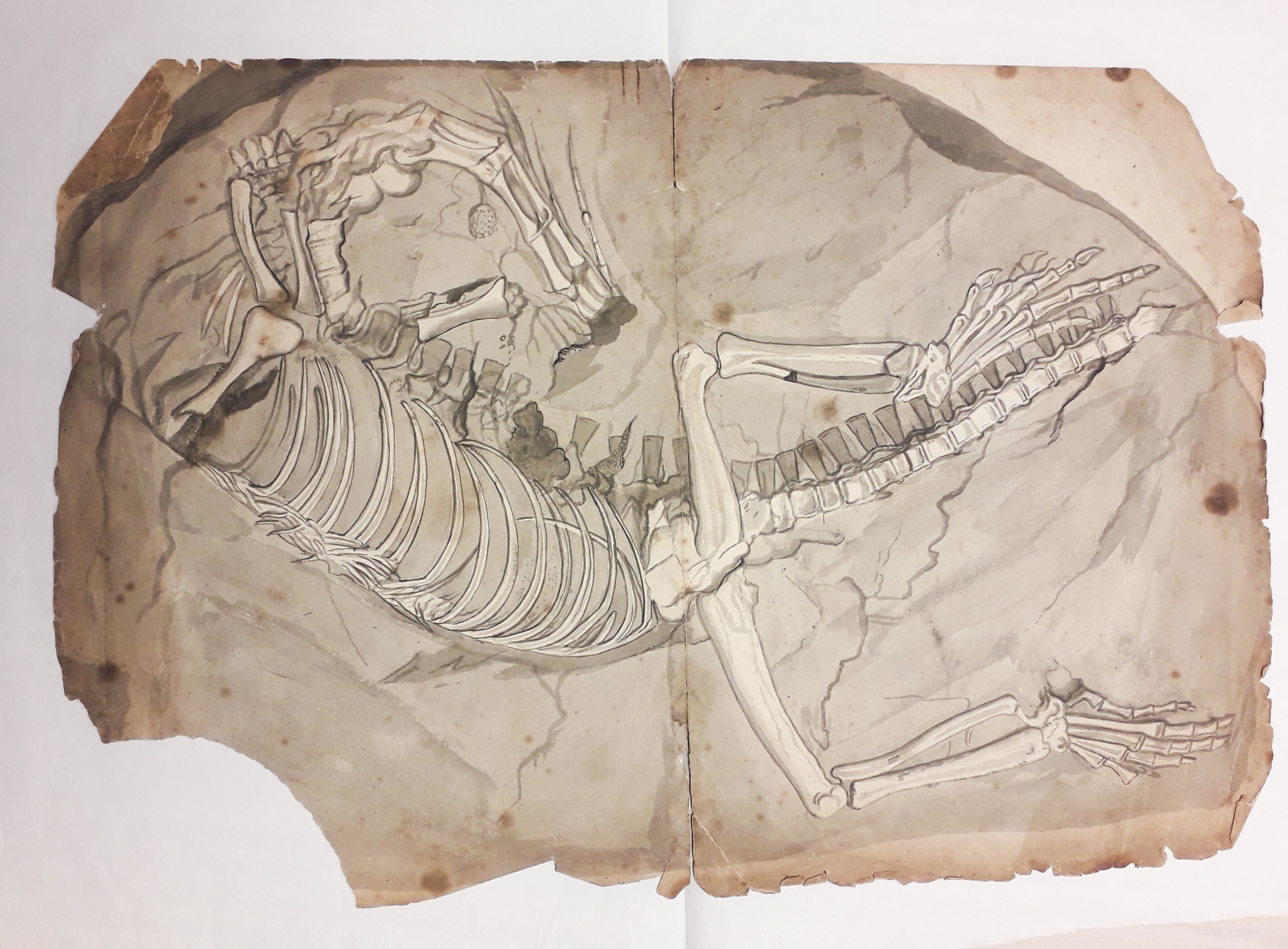 Zeichnung des Skeletts eines Wirbeltieres (Protorosaurus speneri) (Museum - Naturalienkabinett Waldenburg CC BY-NC-SA)