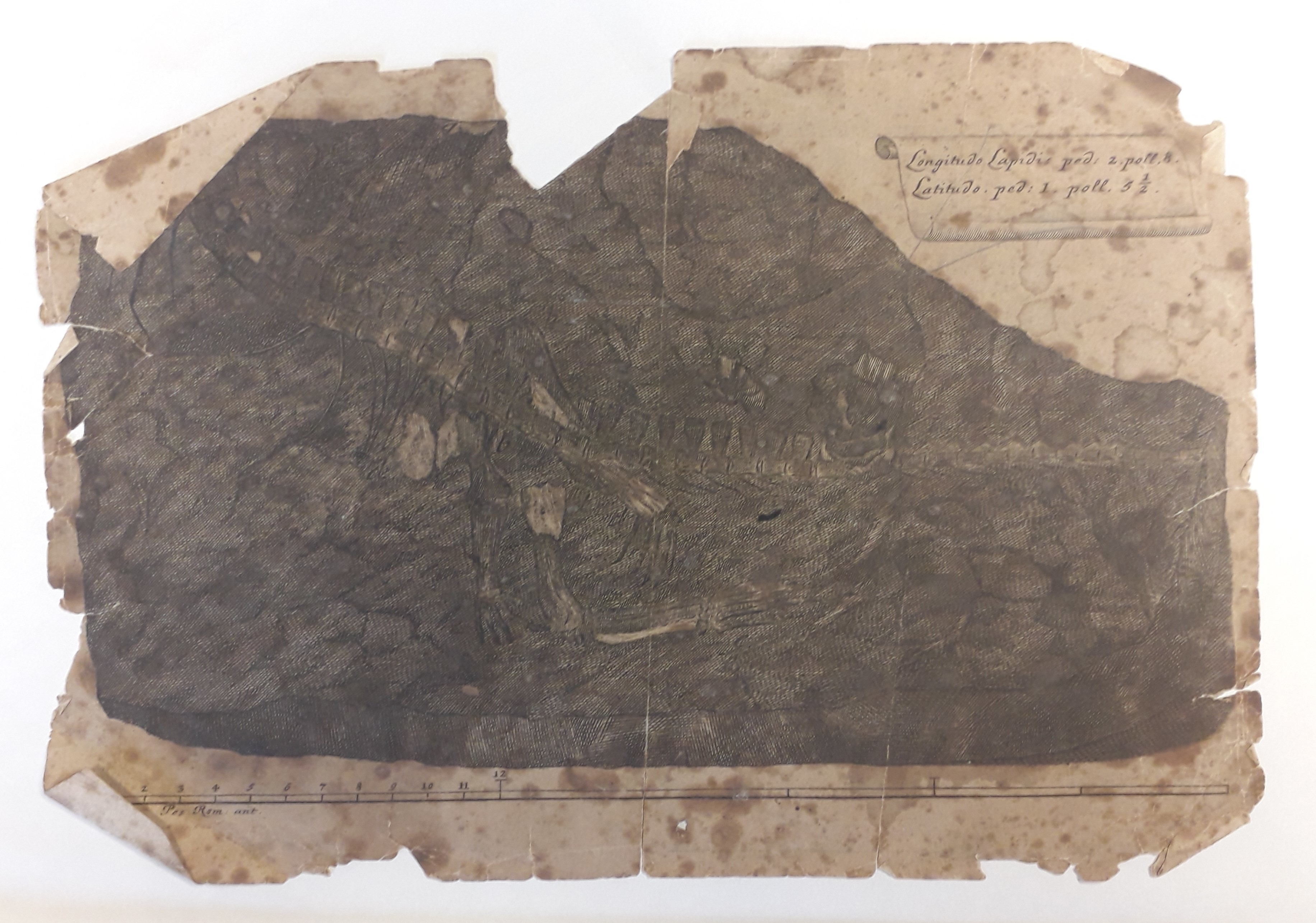 Kupferstich zum Protorosaurus speneri aus der Linck-Sammlung (Museum - Naturalienkabinett Waldenburg CC BY-NC-SA)