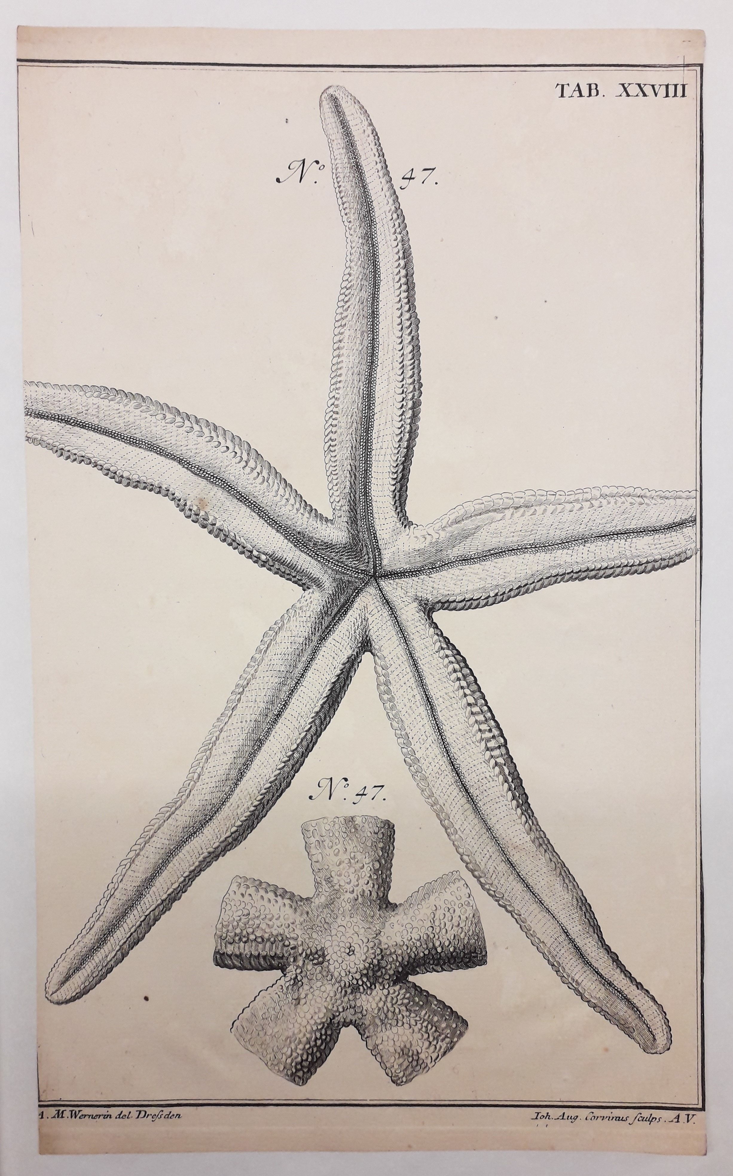 Probe-Kupferstich zum Werk "De stellis marinis" (Museum - Naturalienkabinett Waldenburg CC BY-NC-SA)