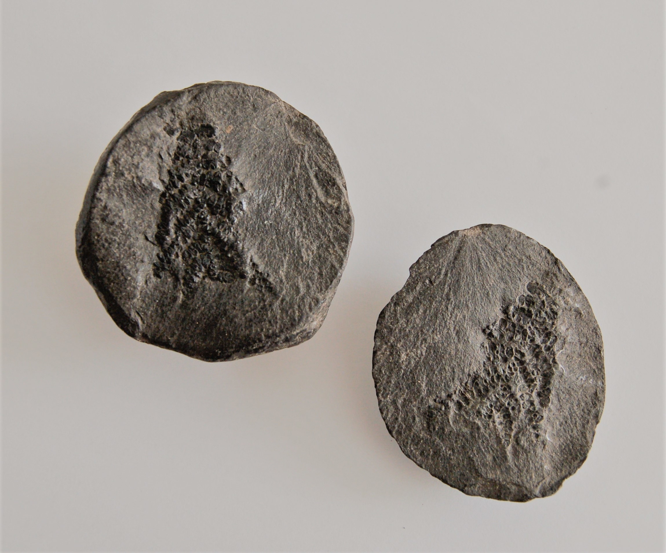 Gespaltene Granitniere mit fossilen Pflanzenresten ("Menschenformstein") (Museum - Naturalienkabinett Waldenburg CC BY-NC-SA)