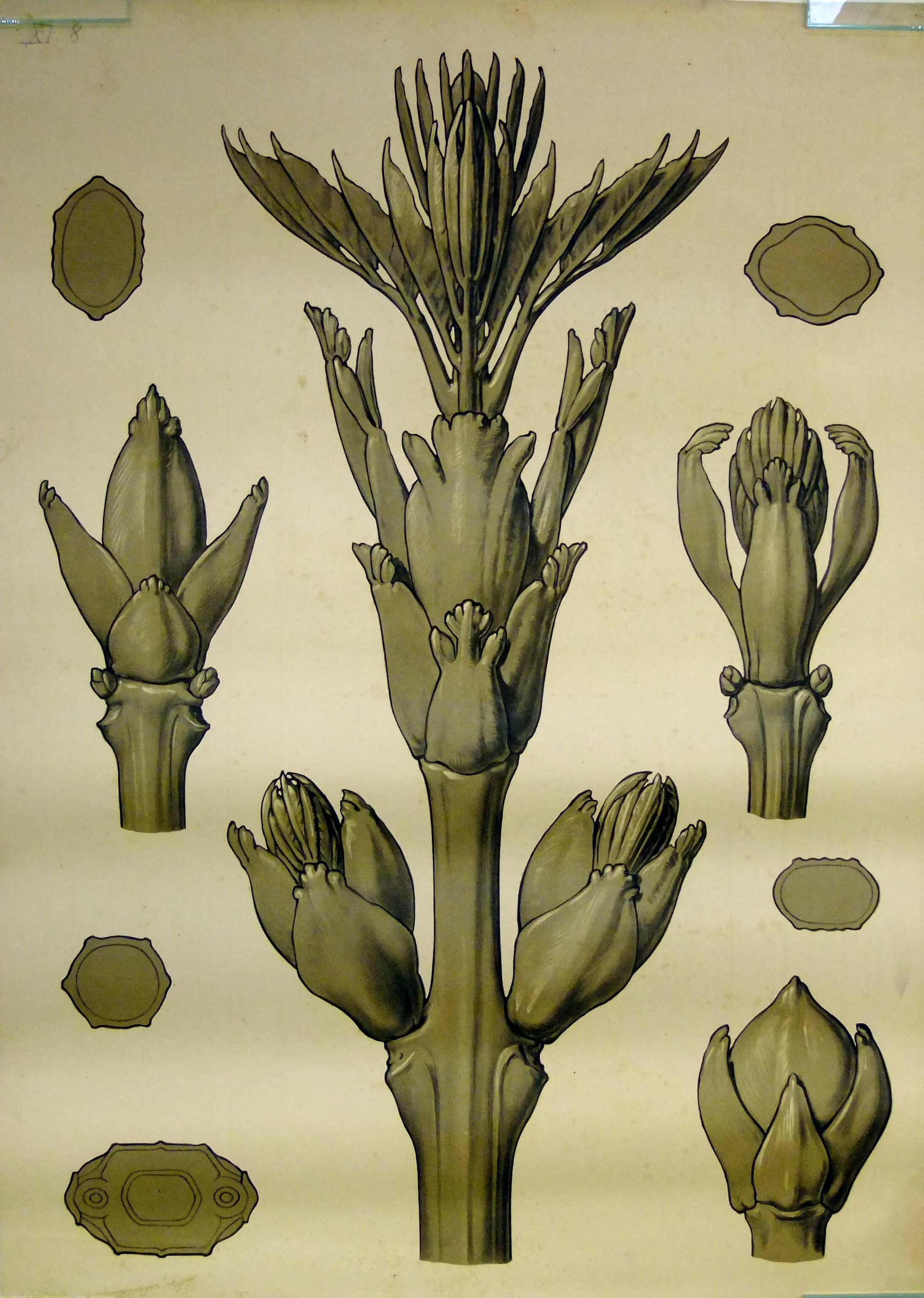Blattknospen und Sprossen von Laubhölzern (Museum - Naturalienkabinett Waldenburg CC BY-NC-SA)
