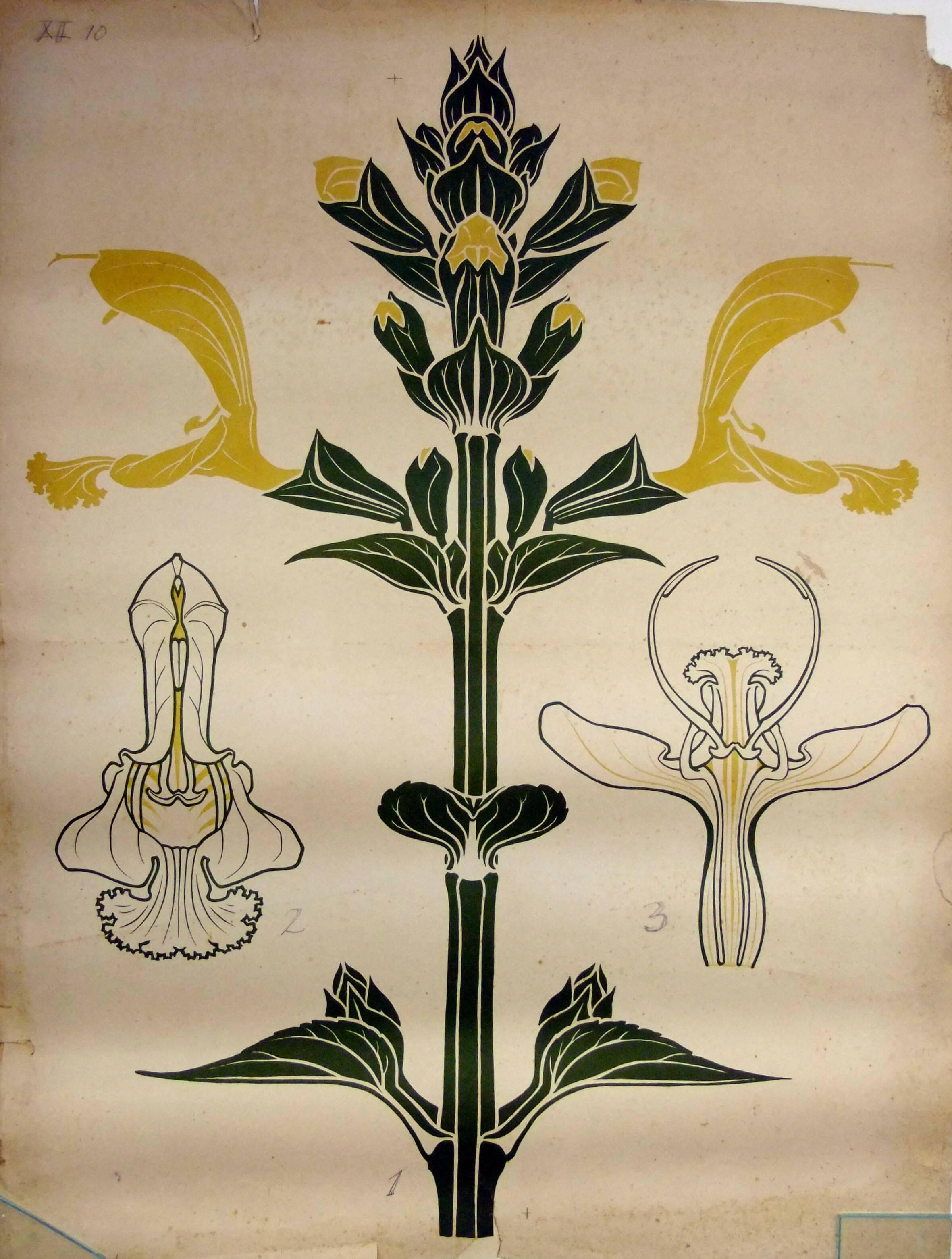 Zusammengesetzter Blütenstand (Museum - Naturalienkabinett Waldenburg CC BY-NC-SA)
