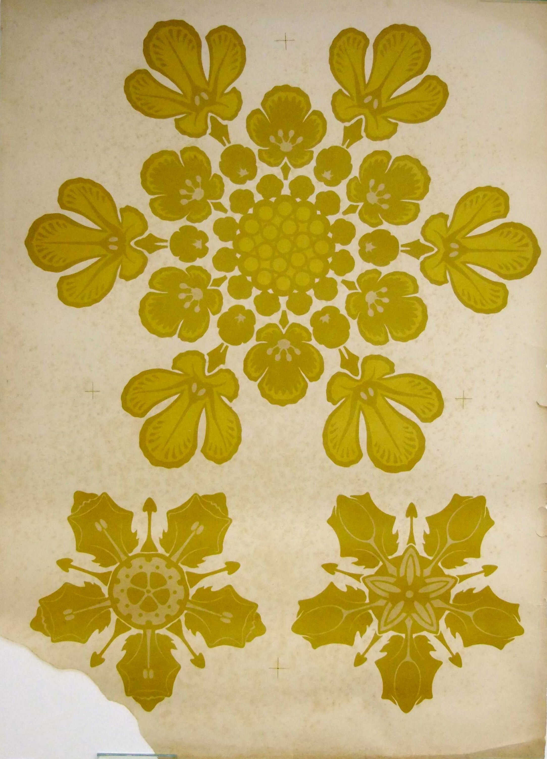 Blütenköpfchen der Knopfblume (Scabiosa) und Raute (Ruta) (Museum - Naturalienkabinett Waldenburg CC BY-NC-SA)