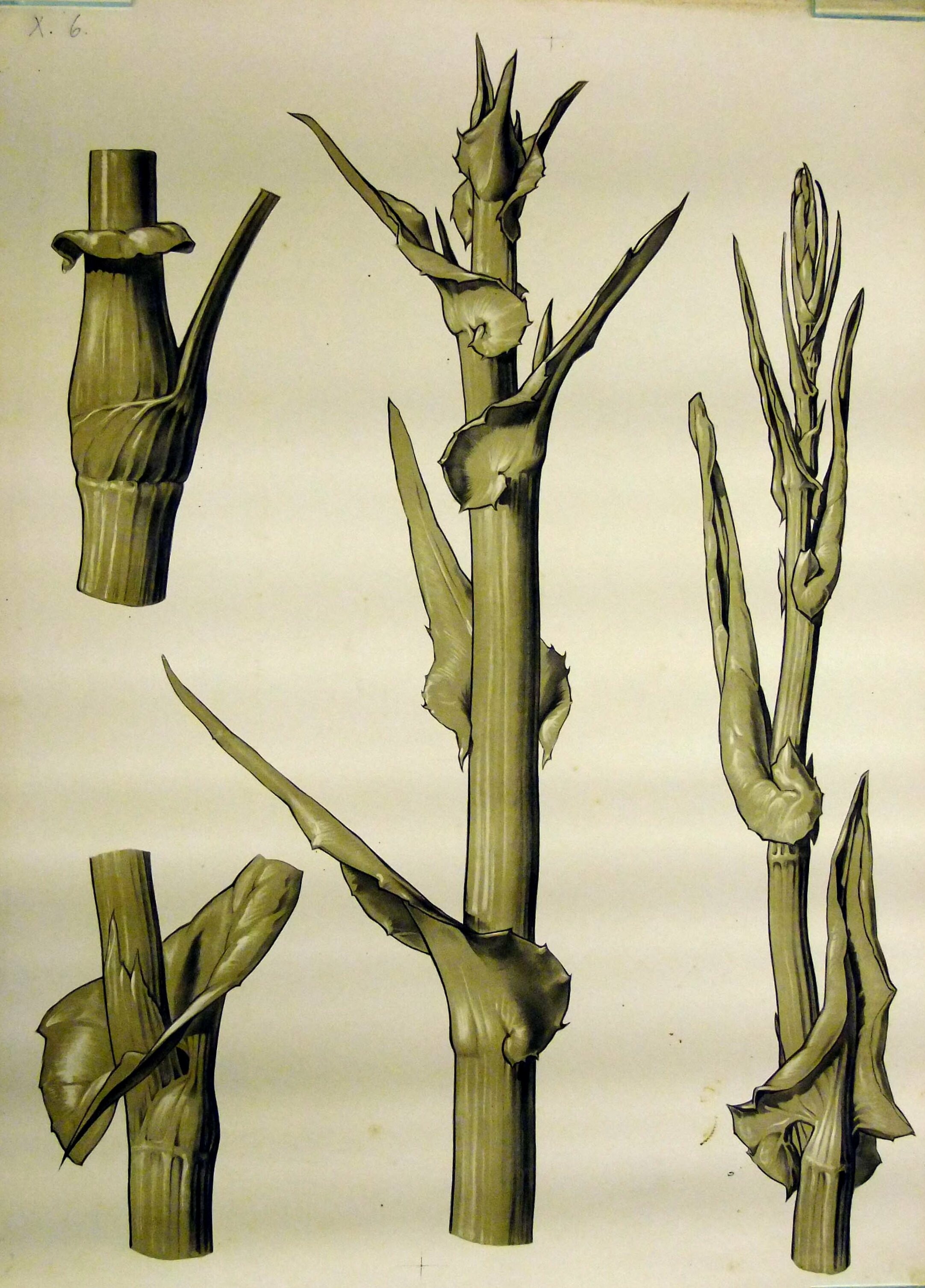 Pflanzenschäfte mit Blattansätzen und knotenumgebenden Organen (Museum - Naturalienkabinett Waldenburg CC BY-NC-SA)