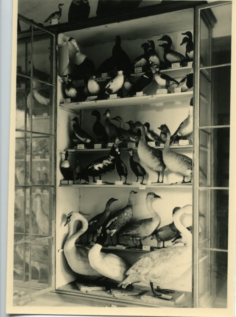 Sammlung von Stopfpräparaten (Museum - Naturalienkabinett Waldenburg CC BY-NC-SA)