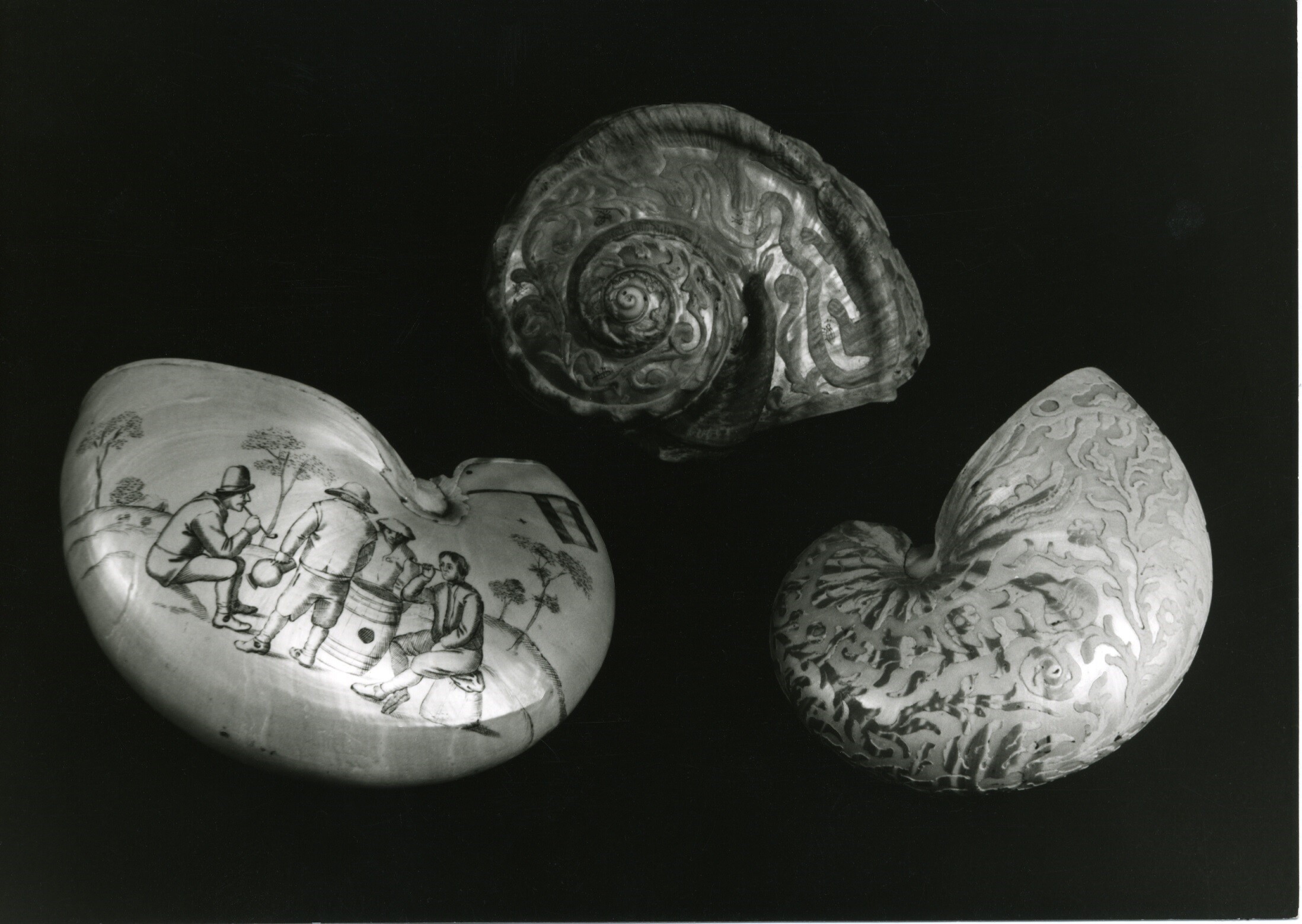 Konchylien aus der Linck-Sammlung (Museum - Naturalienkabinett Waldenburg CC BY-NC-SA)