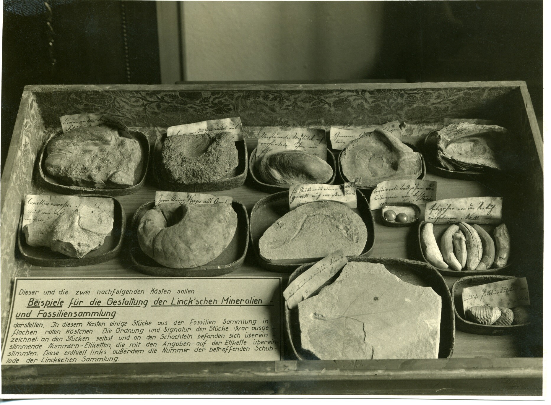 Barocke Sammlungsschublade mit Fossilien (Museum - Naturalienkabinett Waldenburg CC BY-NC-SA)
