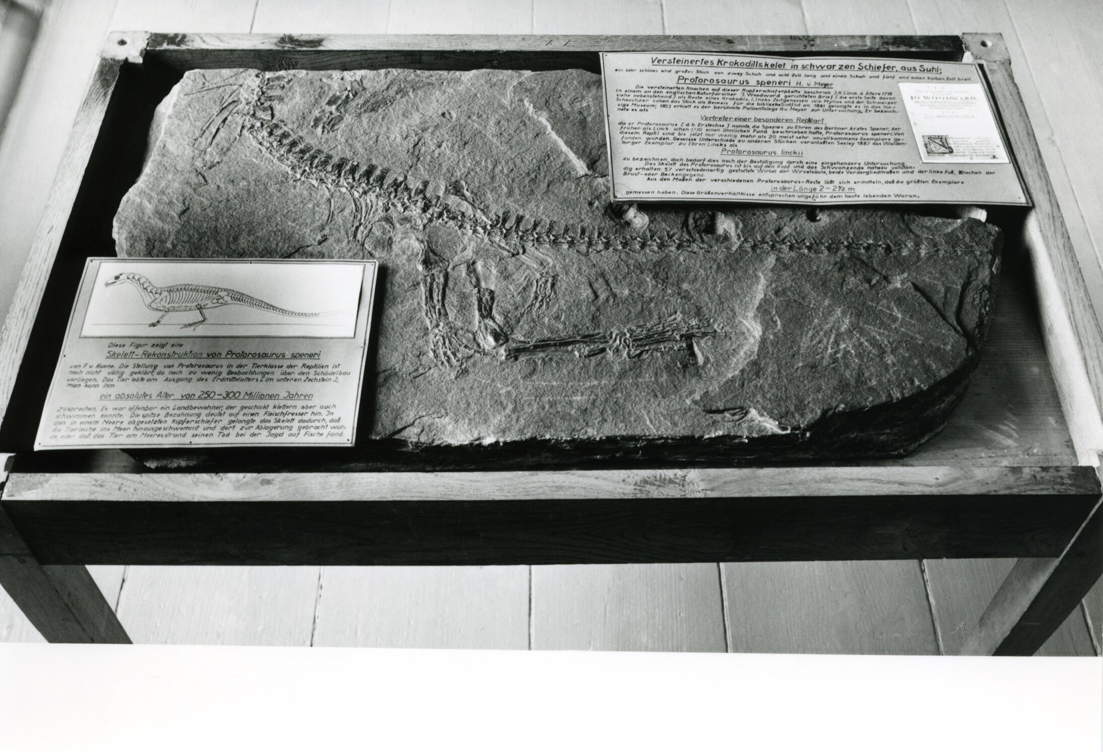 Kupferschiefertafel mit Protorosaurus (Museum - Naturalienkabinett Waldenburg CC BY-NC-SA)