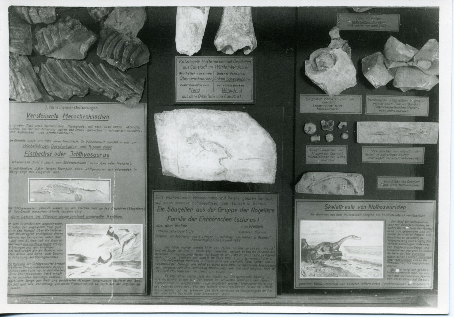 Fossilien aus der Linck-Sammlung (Museum - Naturalienkabinett Waldenburg CC BY-NC-SA)