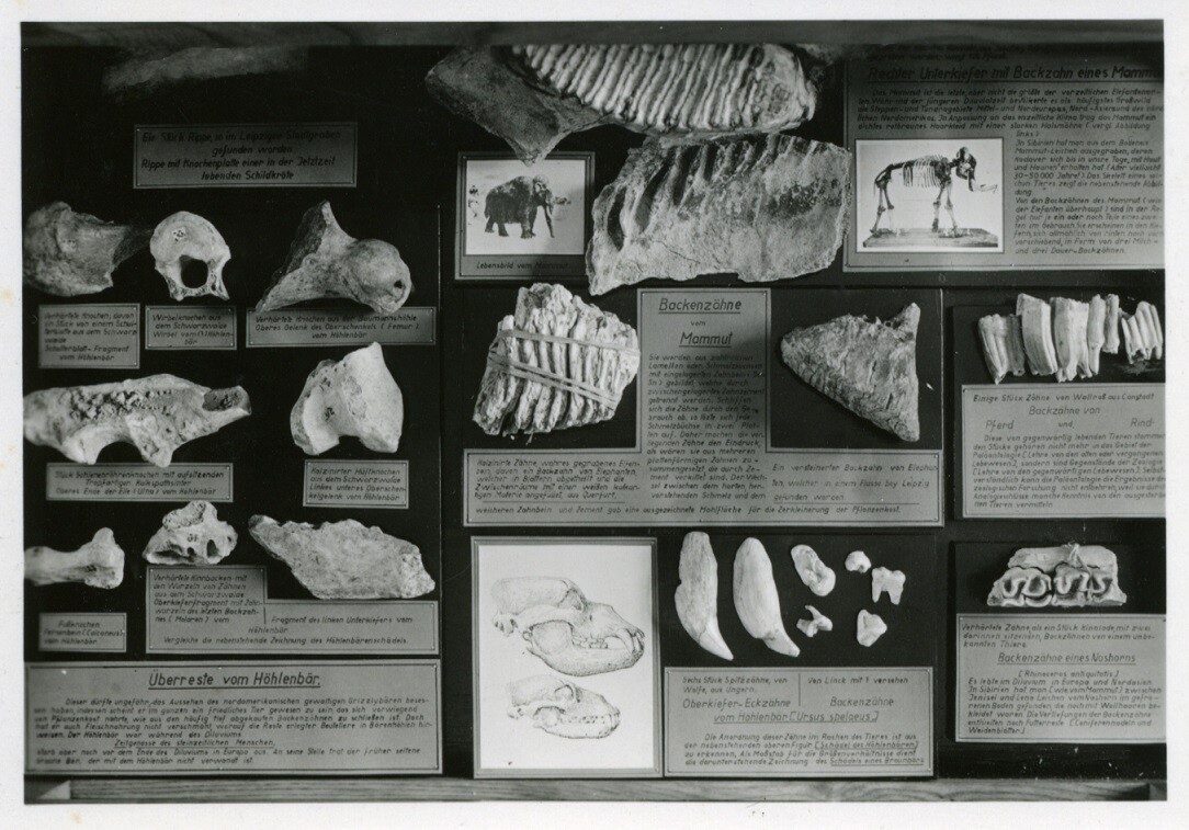 Fossilien aus der Linck-Sammlung (Museum - Naturalienkabinett Waldenburg CC BY-NC-SA)
