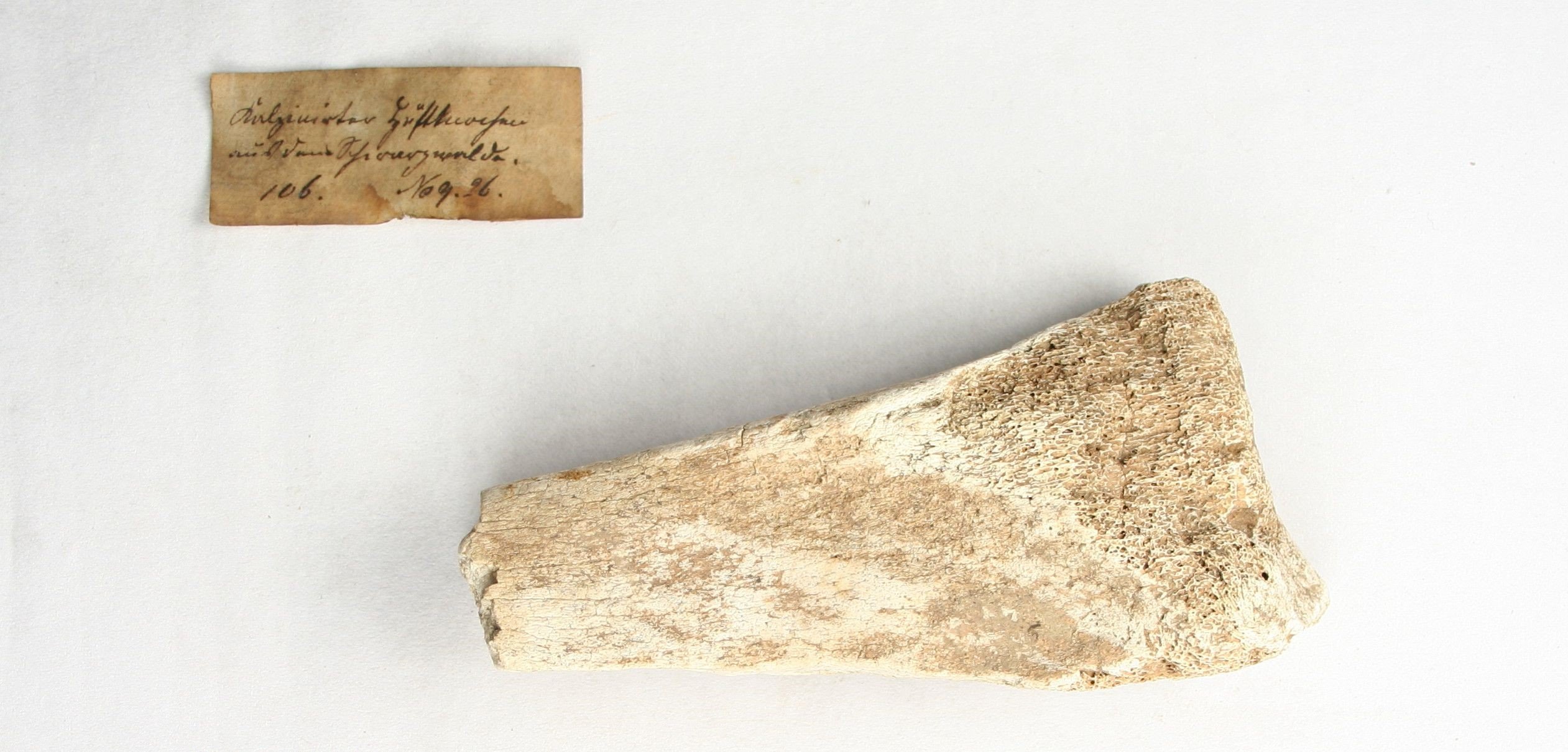 Fossiler Hüftknochen (Fund aus dem Schwarzwald) (Museum - Naturalienkabinett Waldenburg CC BY-NC-SA)