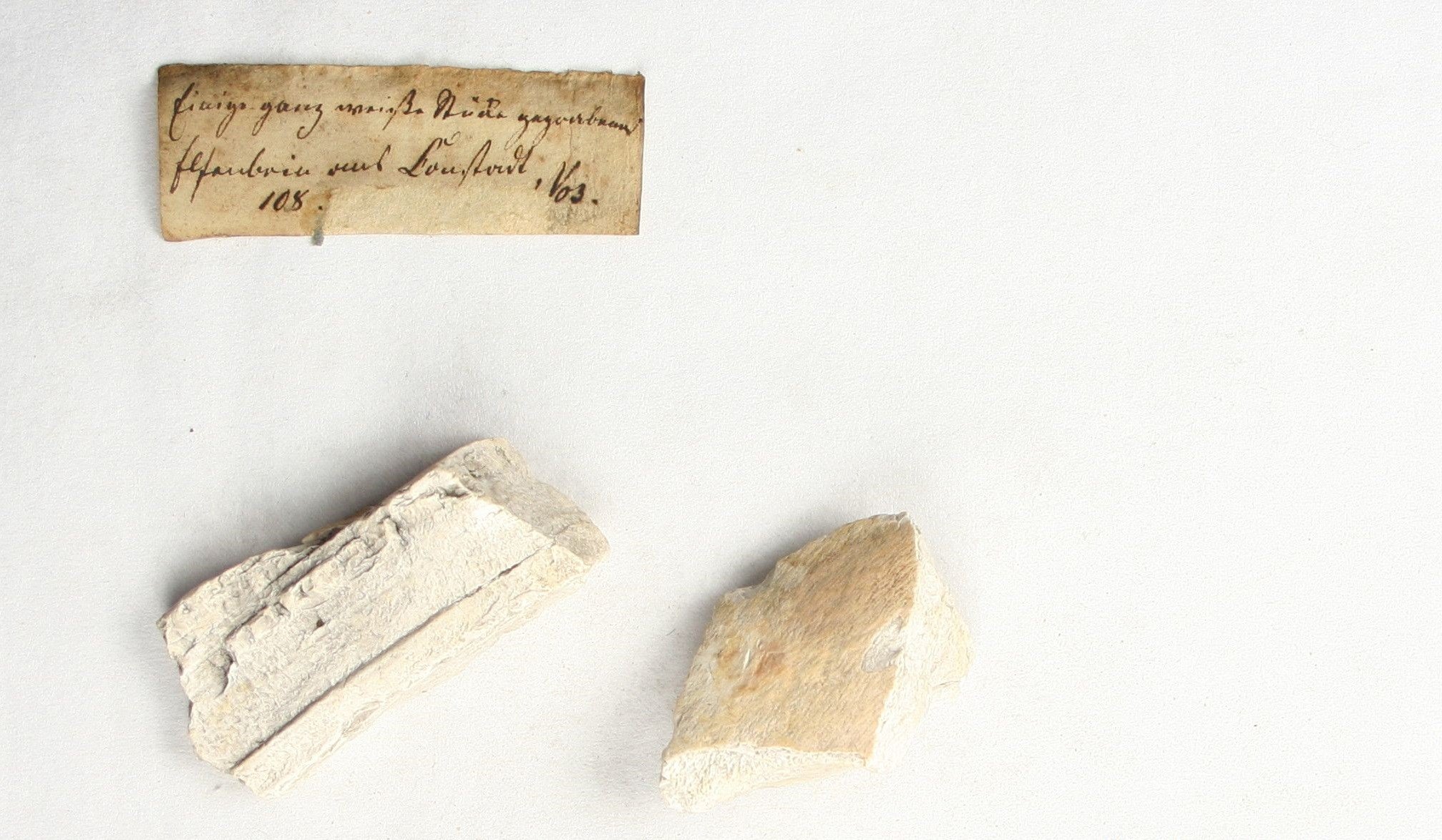 Fossiles Elfenbein (Fund in Constadt) (Museum - Naturalienkabinett Waldenburg CC BY-NC-SA)