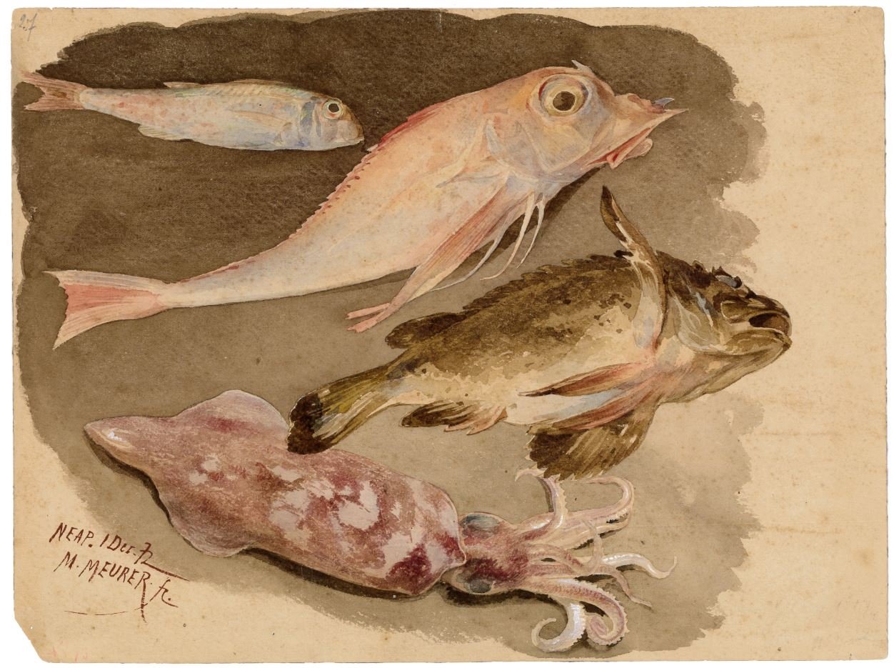 "Fischstudien" (Museum - Naturalienkabinett Waldenburg CC BY-NC-SA)